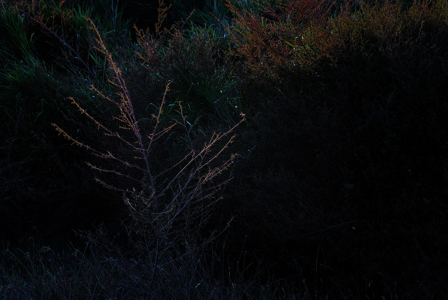 Nikon D200 sample photo. The bush sunset photography