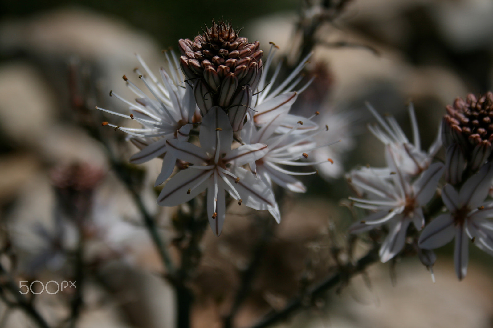 Canon EF-S 18-55mm F3.5-5.6 sample photo. White beauty photography