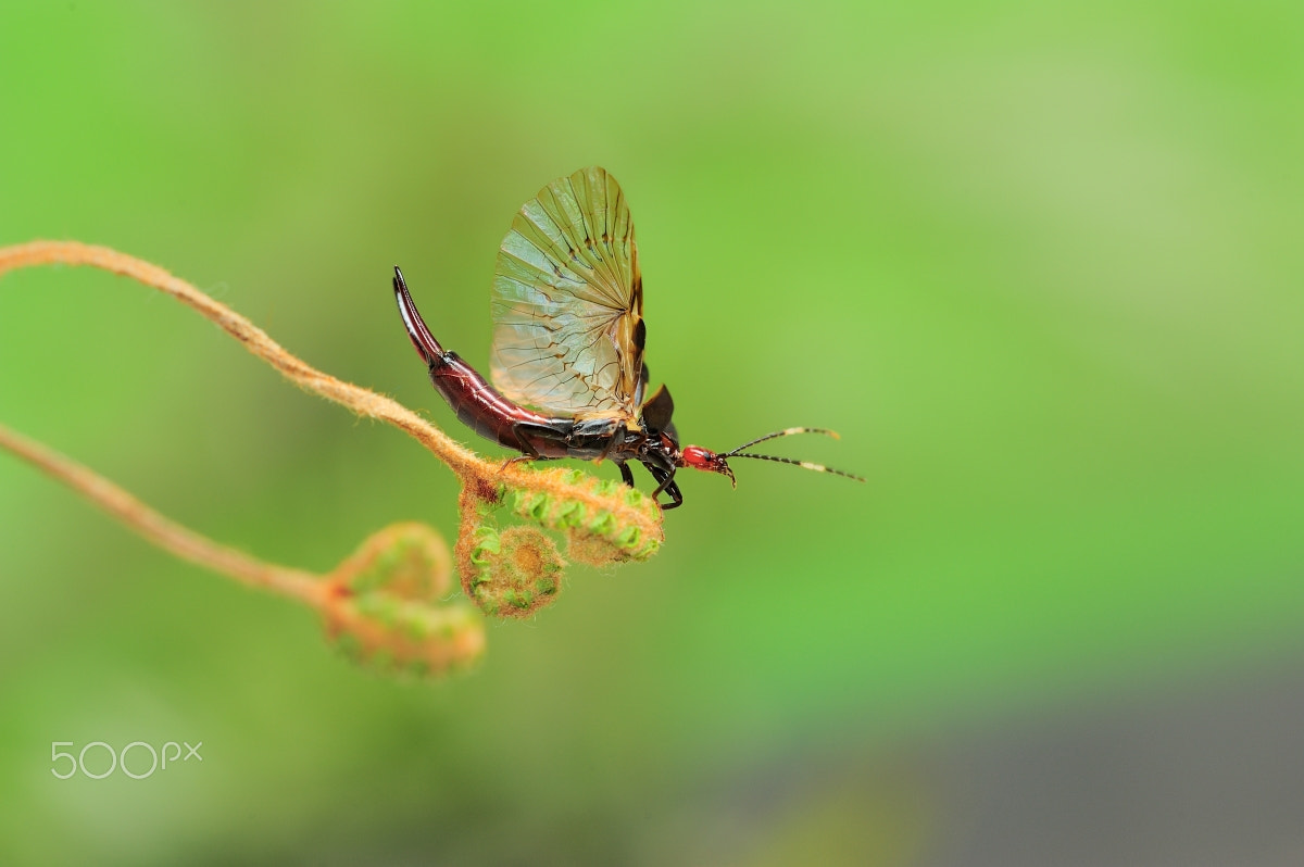 Nikon D700 + Nikon AF Micro-Nikkor 200mm F4D ED-IF sample photo. 昆虫世界 photography