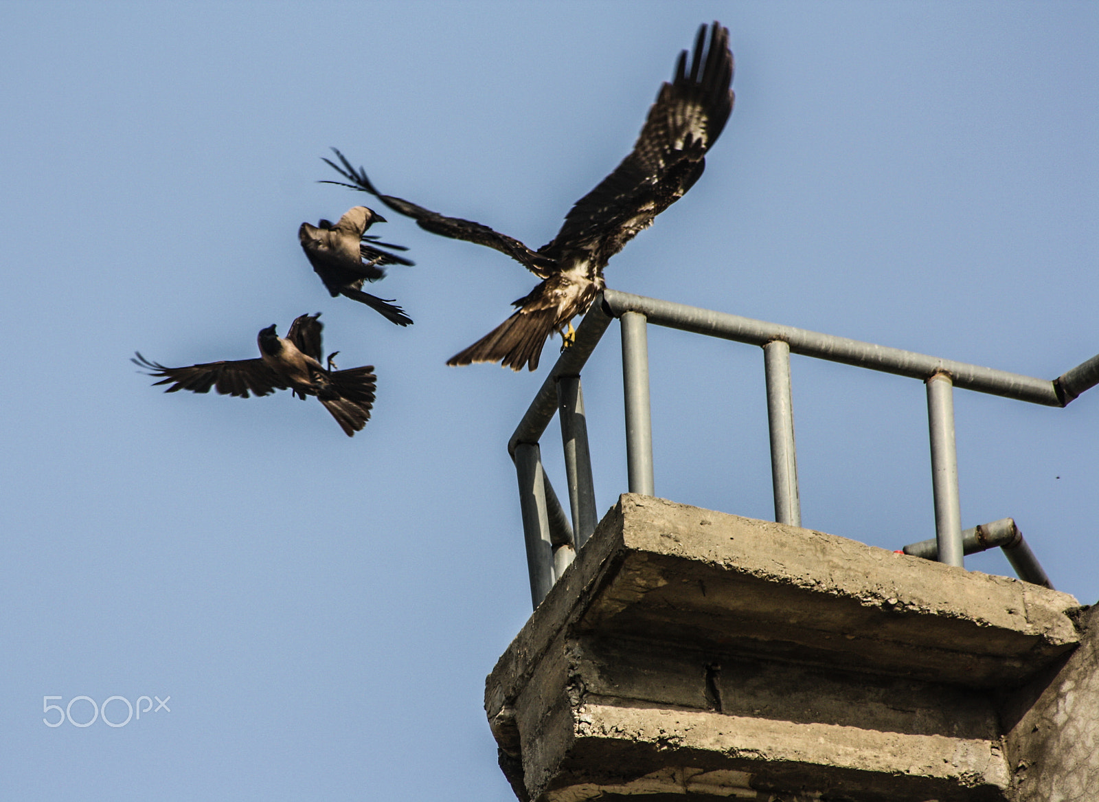 Canon EOS 1000D (EOS Digital Rebel XS / EOS Kiss F) sample photo. Bird fight photography