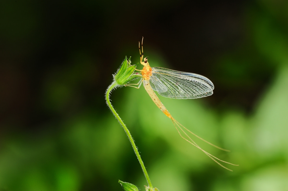 Nikon D700 + Nikon AF Micro-Nikkor 200mm F4D ED-IF sample photo. 寒枫摄影 photography