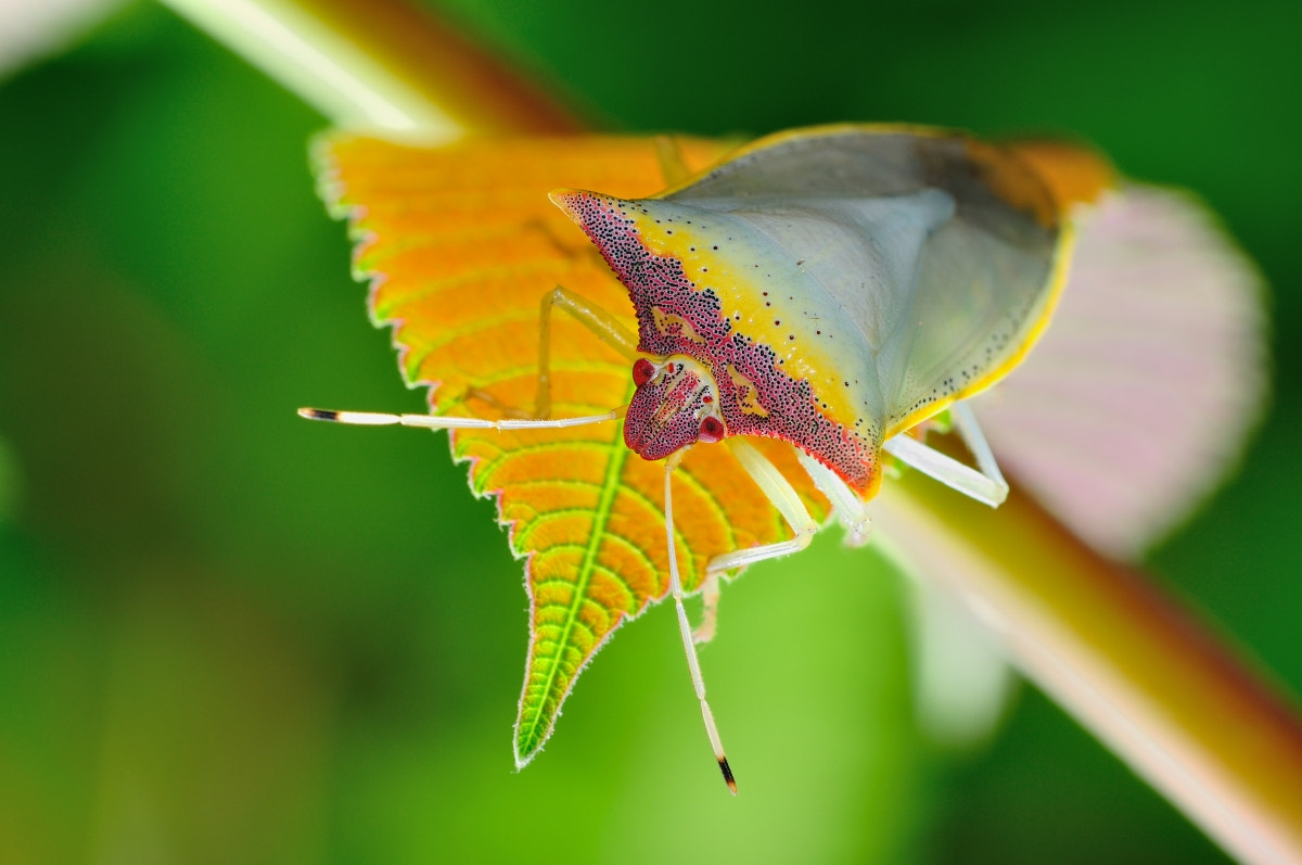 Nikon D90 + Nikon AF Micro-Nikkor 200mm F4D ED-IF sample photo. 寒枫摄影 photography