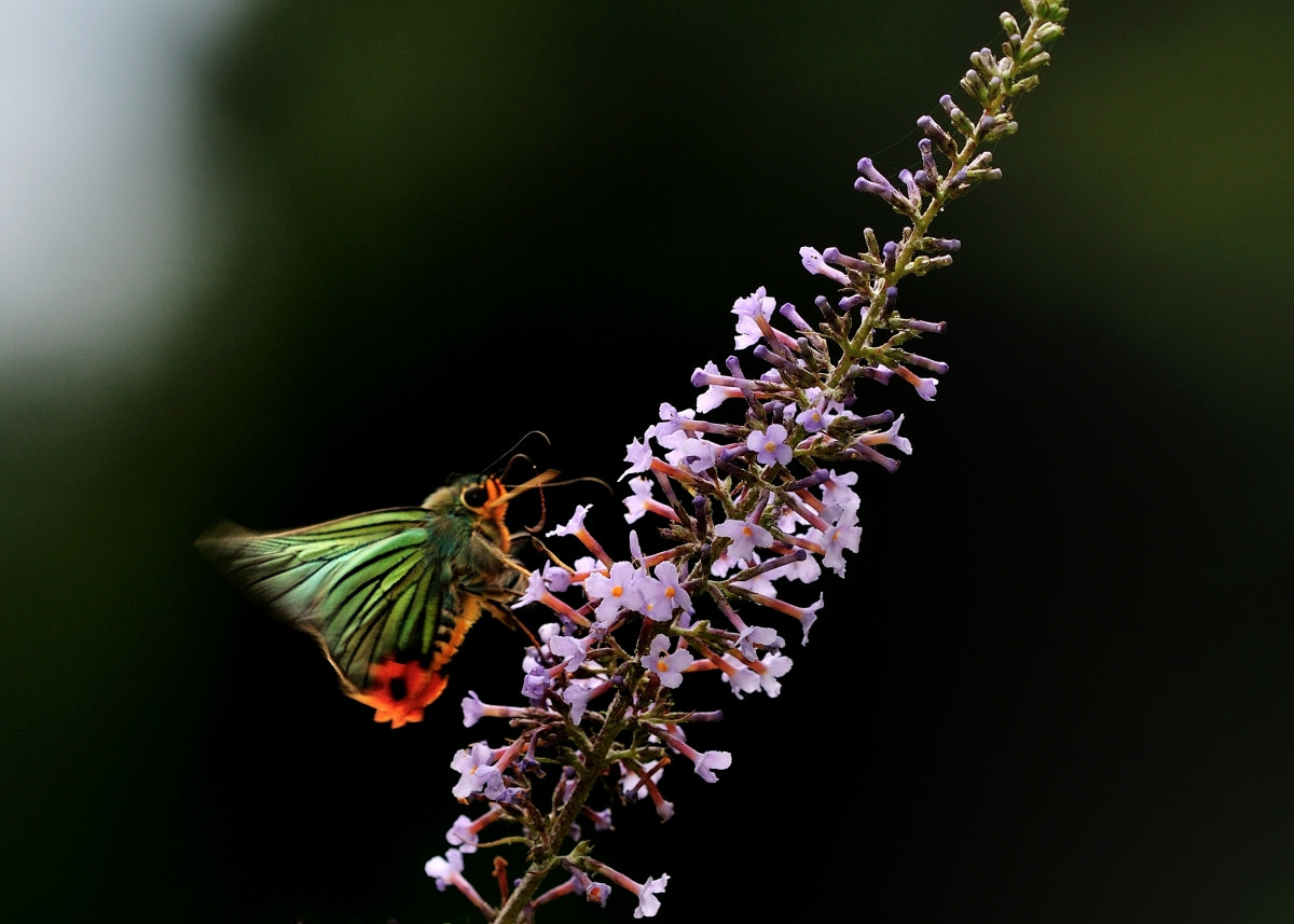 Nikon D90 + Nikon AF Micro-Nikkor 200mm F4D ED-IF sample photo. 寒枫摄影 photography