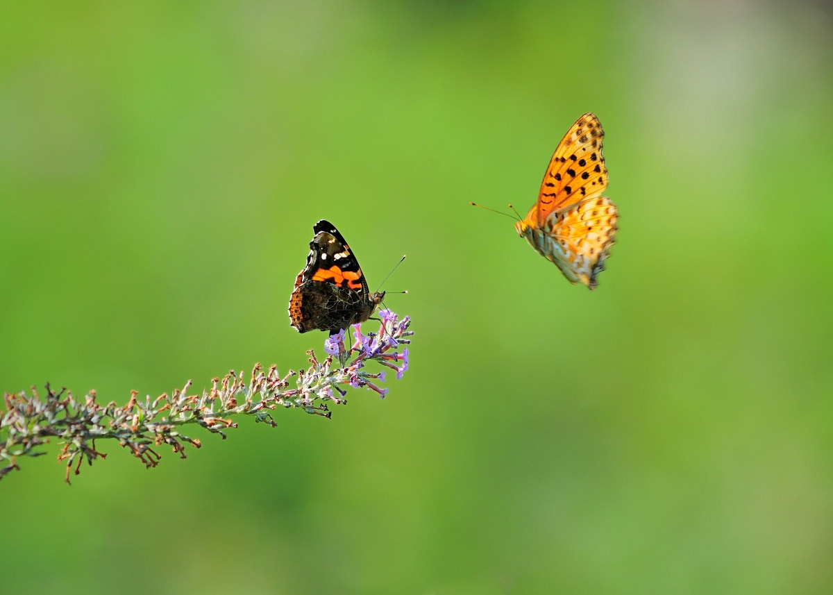 Nikon D90 + Nikon AF Micro-Nikkor 200mm F4D ED-IF sample photo. 寒枫摄影 photography