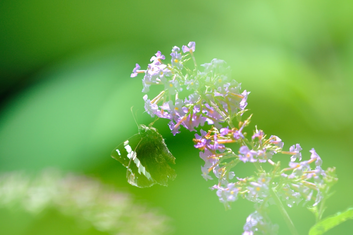 Nikon D90 + Nikon AF Micro-Nikkor 200mm F4D ED-IF sample photo. 寒枫摄影 photography