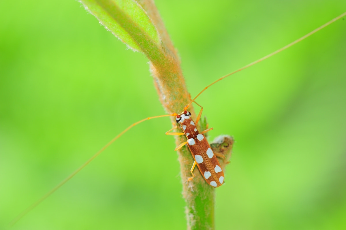 Nikon D700 + Nikon AF Micro-Nikkor 200mm F4D ED-IF sample photo. 寒枫摄影 photography