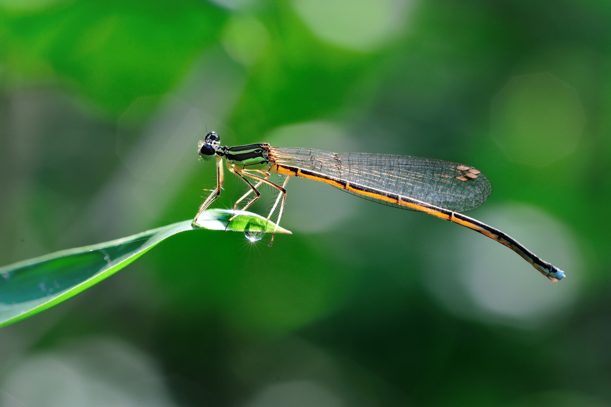 Nikon D700 + Nikon AF Micro-Nikkor 200mm F4D ED-IF sample photo. 寒枫摄影 photography