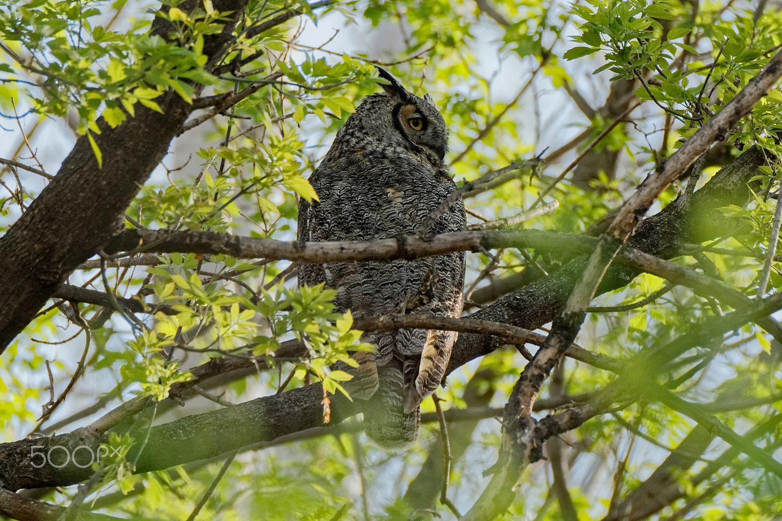 Canon EOS 600D (Rebel EOS T3i / EOS Kiss X5) + Tamron SP 150-600mm F5-6.3 Di VC USD sample photo. Great horned owl in the trees photography