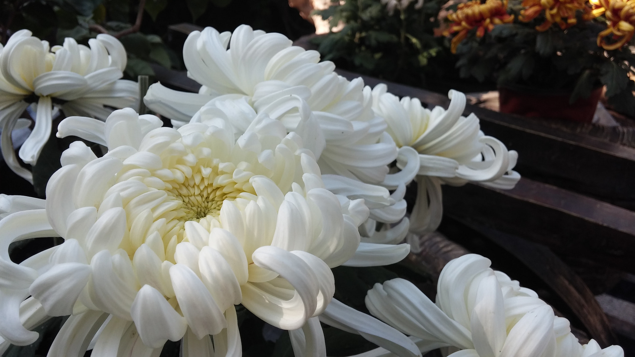 LG G FLEX sample photo. Wihte chrysanthemum photography
