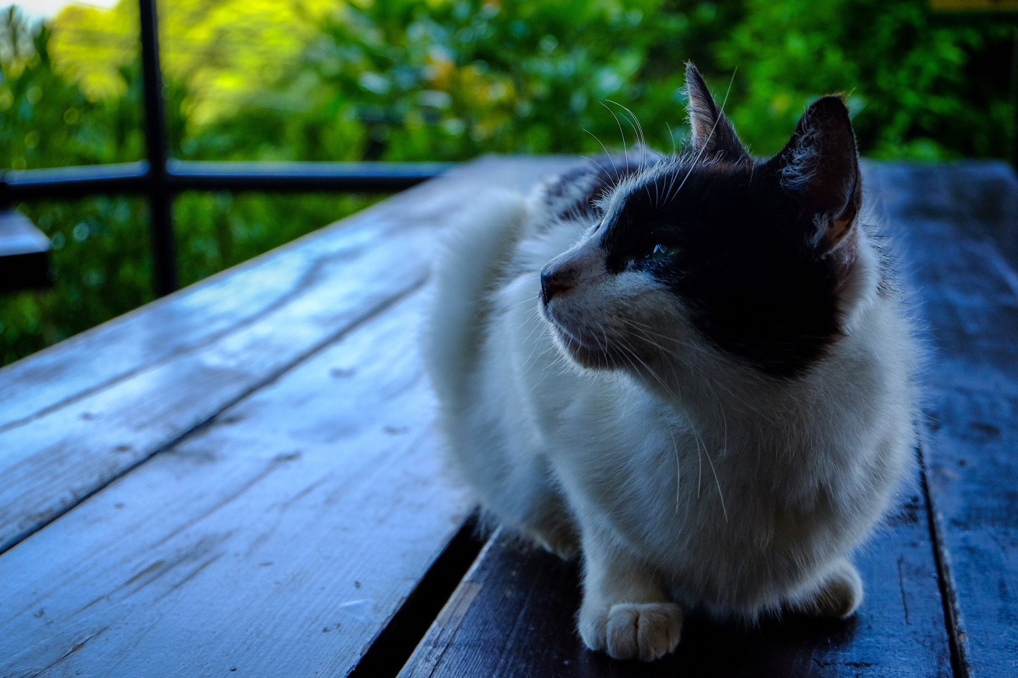 Fujifilm XC 16-50mm F3.5-5.6 OIS sample photo