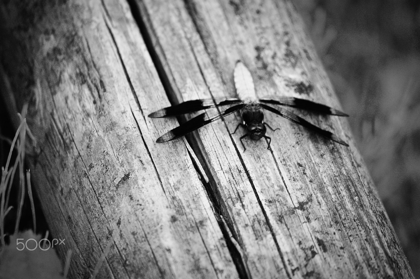 Canon EOS 450D (EOS Rebel XSi / EOS Kiss X2) sample photo. "but on the wings of this dragonfly... photography