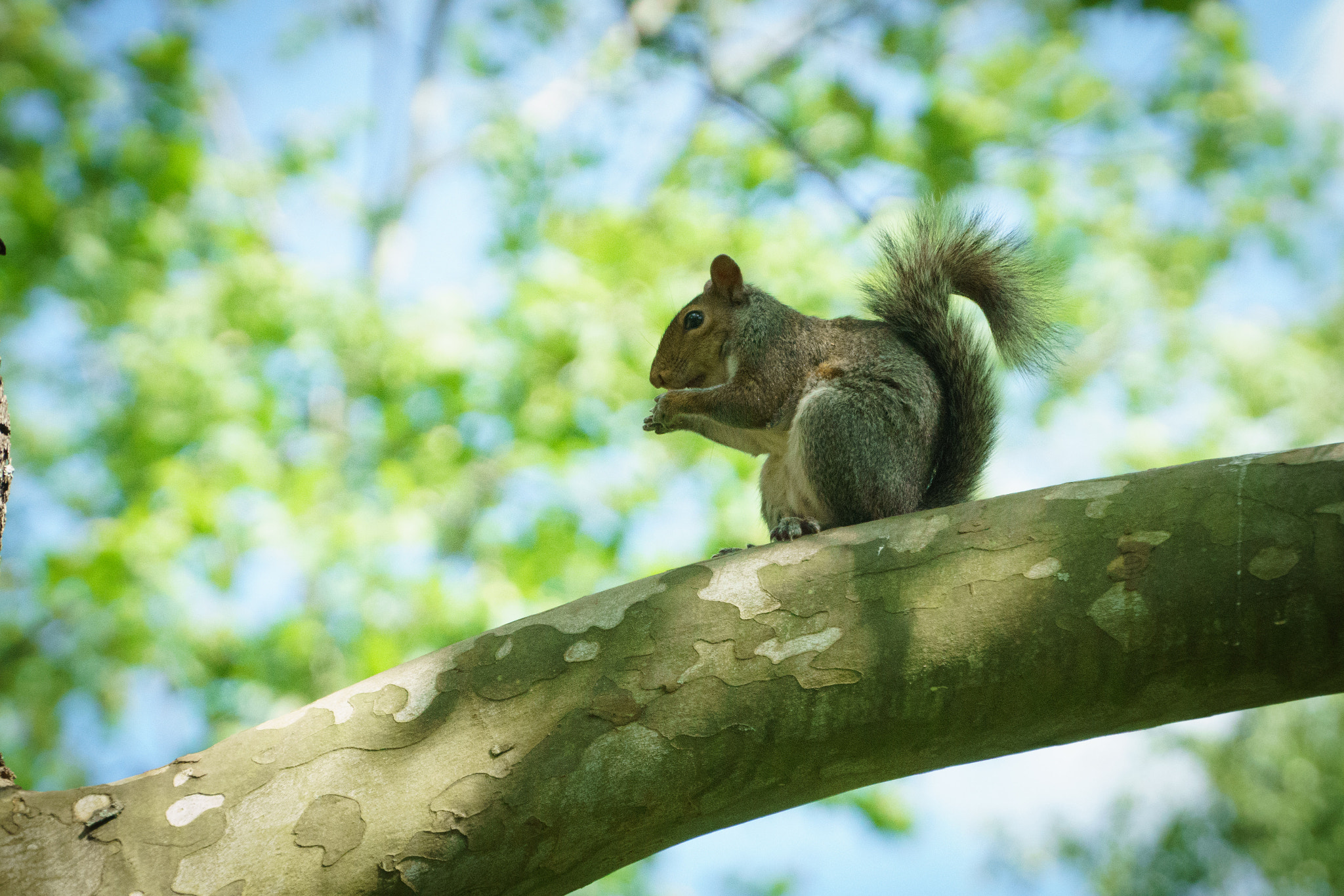 Sony FE PZ 28-135mm F4 G OSS sample photo