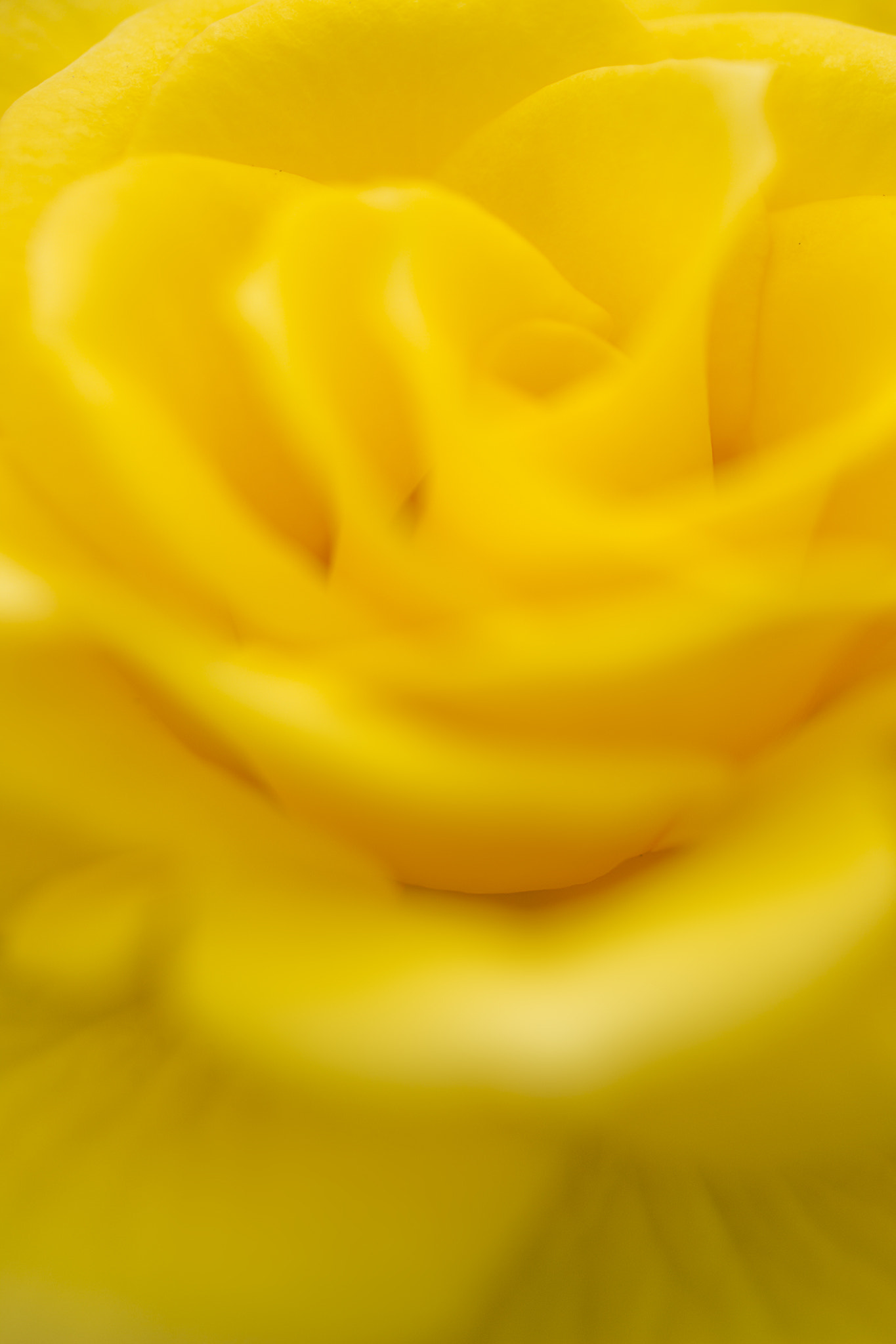 Canon EF 50mm F2.5 Macro sample photo. Vital yellow ii photography
