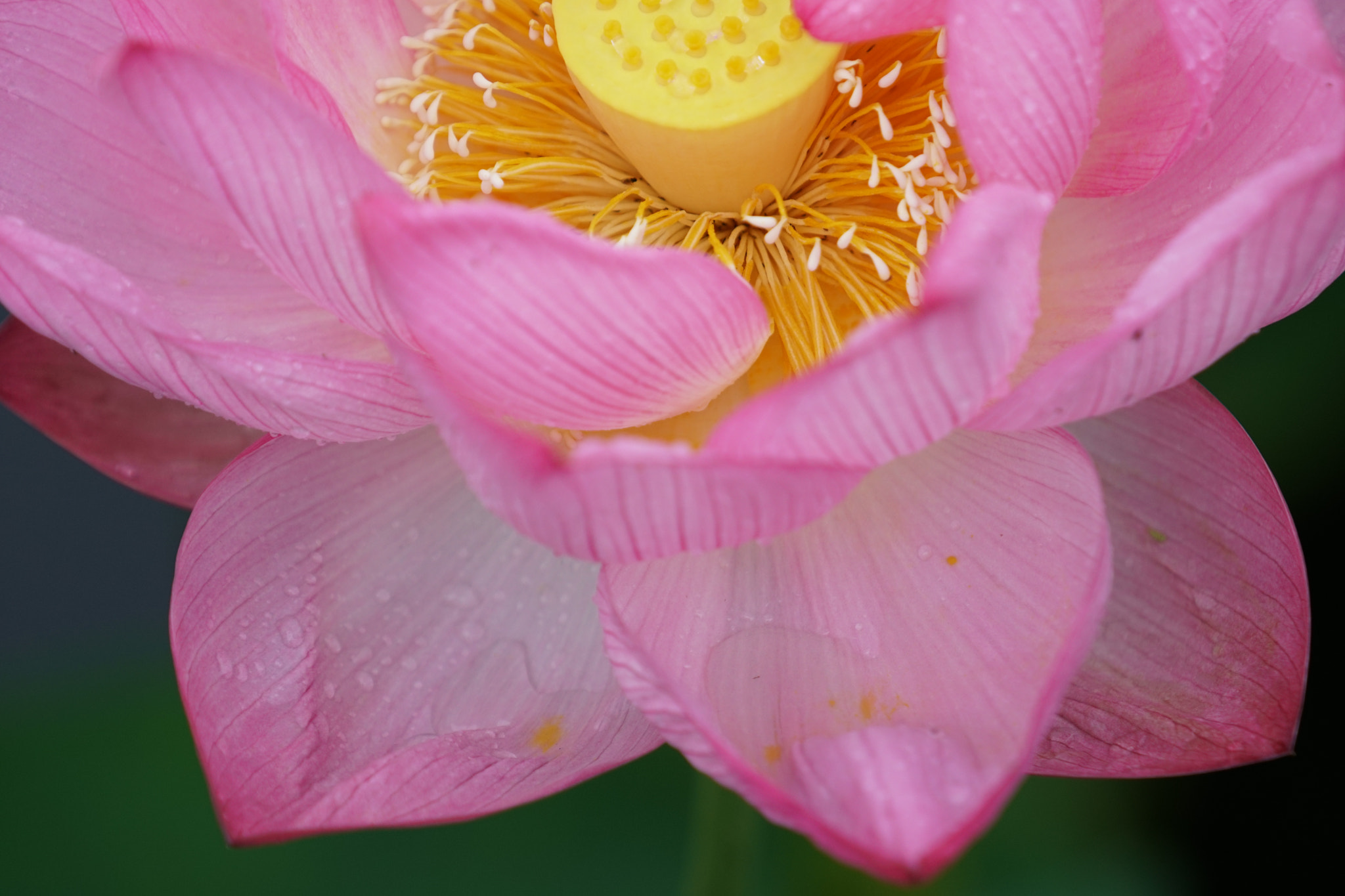 Sony a6300 + Sony FE 70-200mm F4 G OSS sample photo. Lotus photography