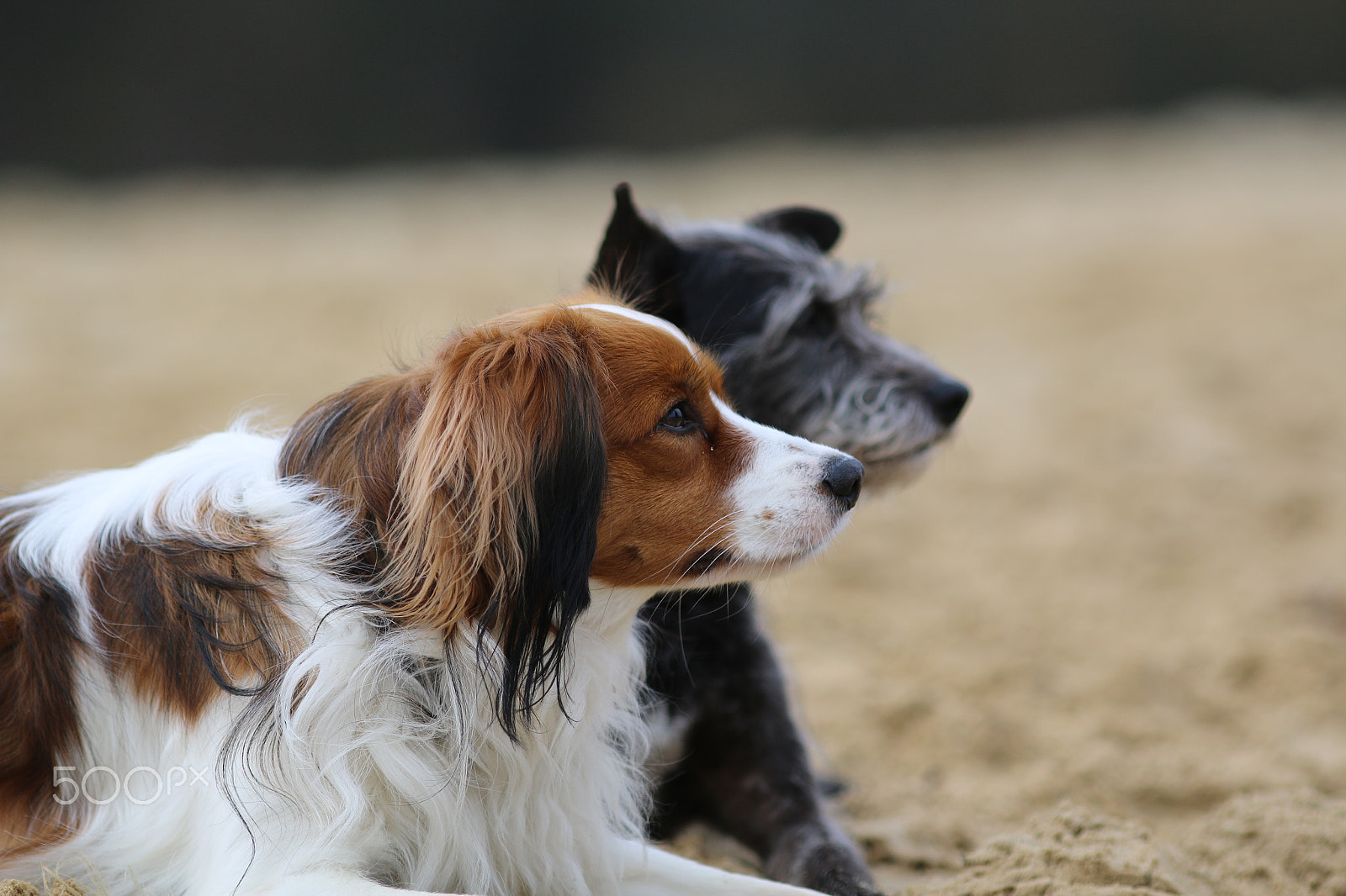 Canon EOS 70D + Canon EF 200mm F2.8L II USM sample photo. Volle konzentration photography