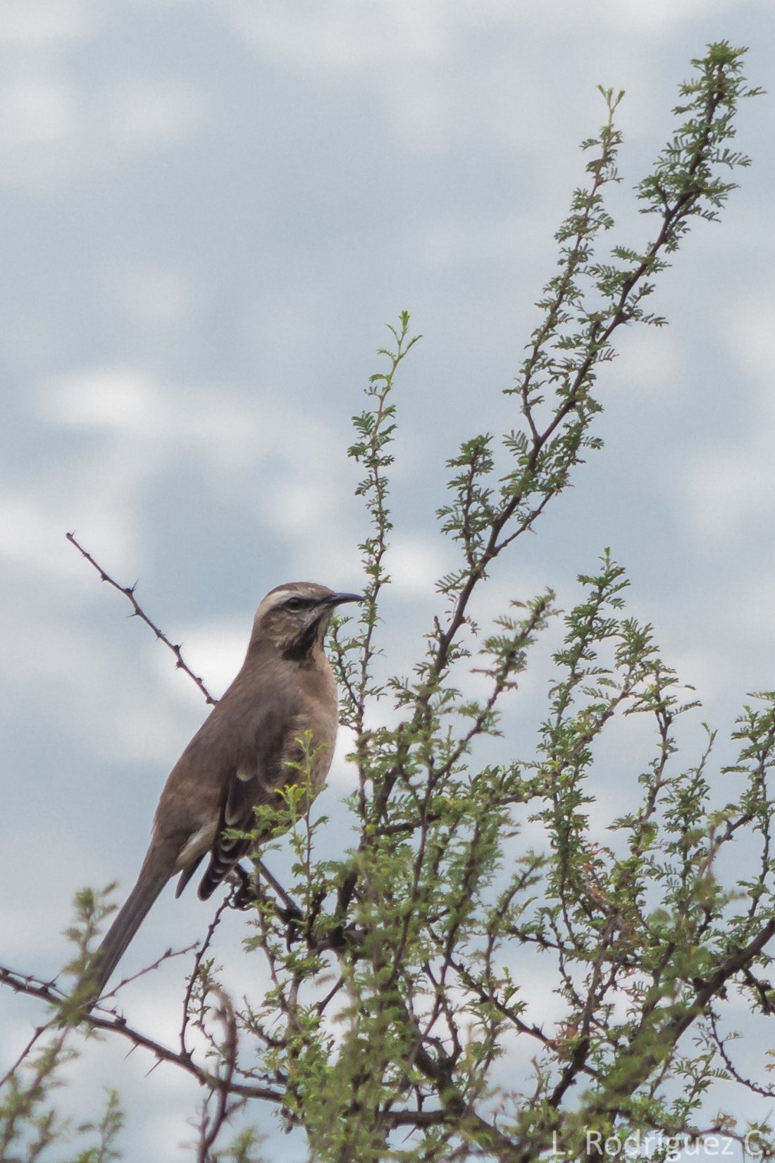 smc PENTAX-DA L 55-300mm F4-5.8 ED sample photo. Tenca - chilean mockingbird photography