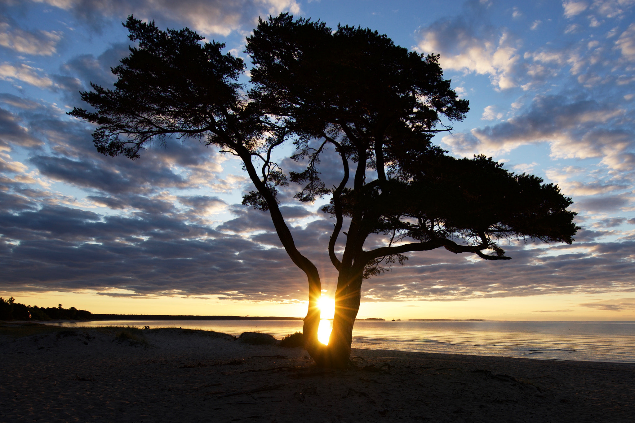 Sony a7 + Sony Vario-Tessar T* FE 16-35mm F4 ZA OSS sample photo. Lonely pine at Åhus beach photography
