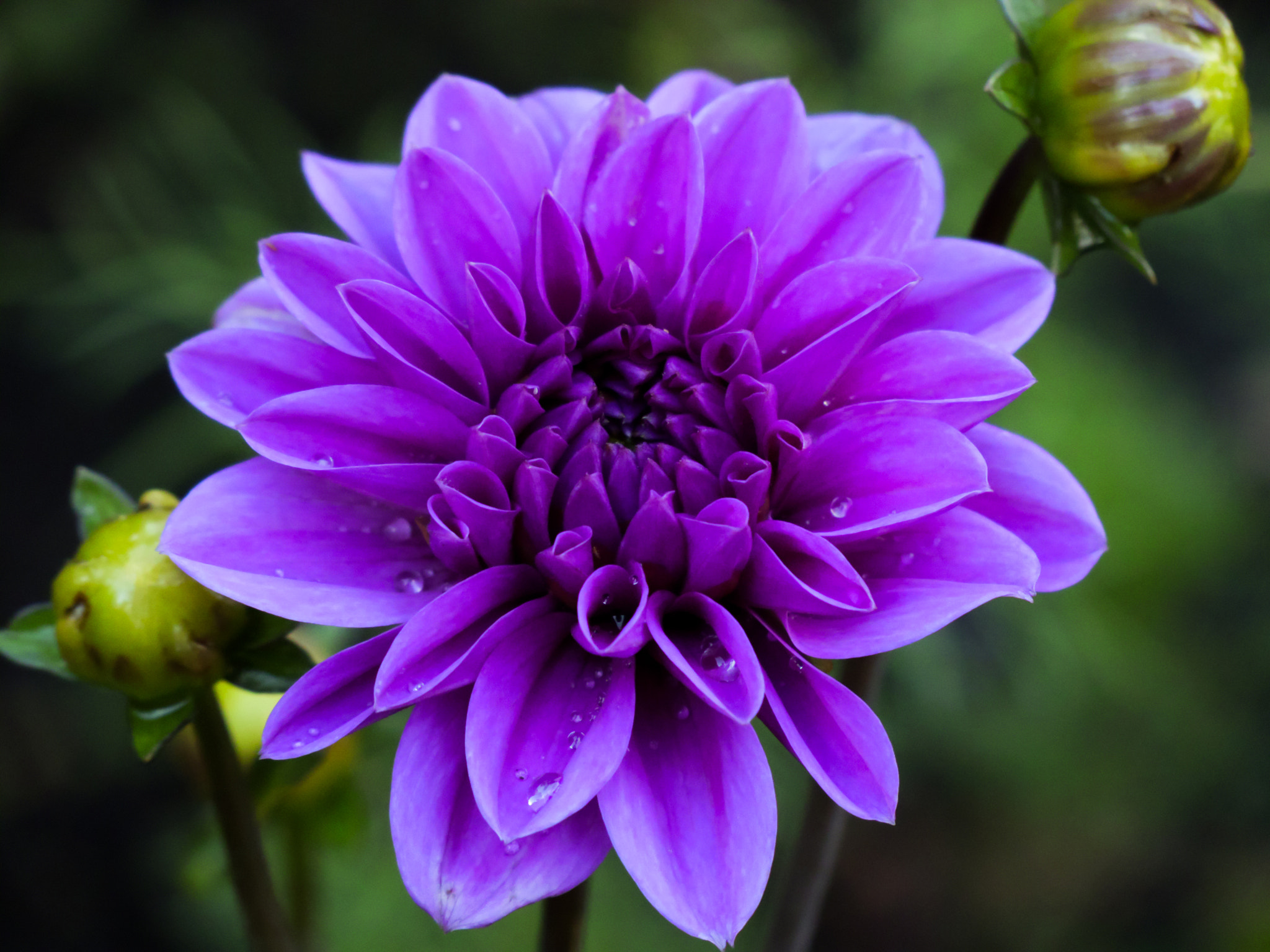 Canon XC10 sample photo. Purple dahlia pinnata photography