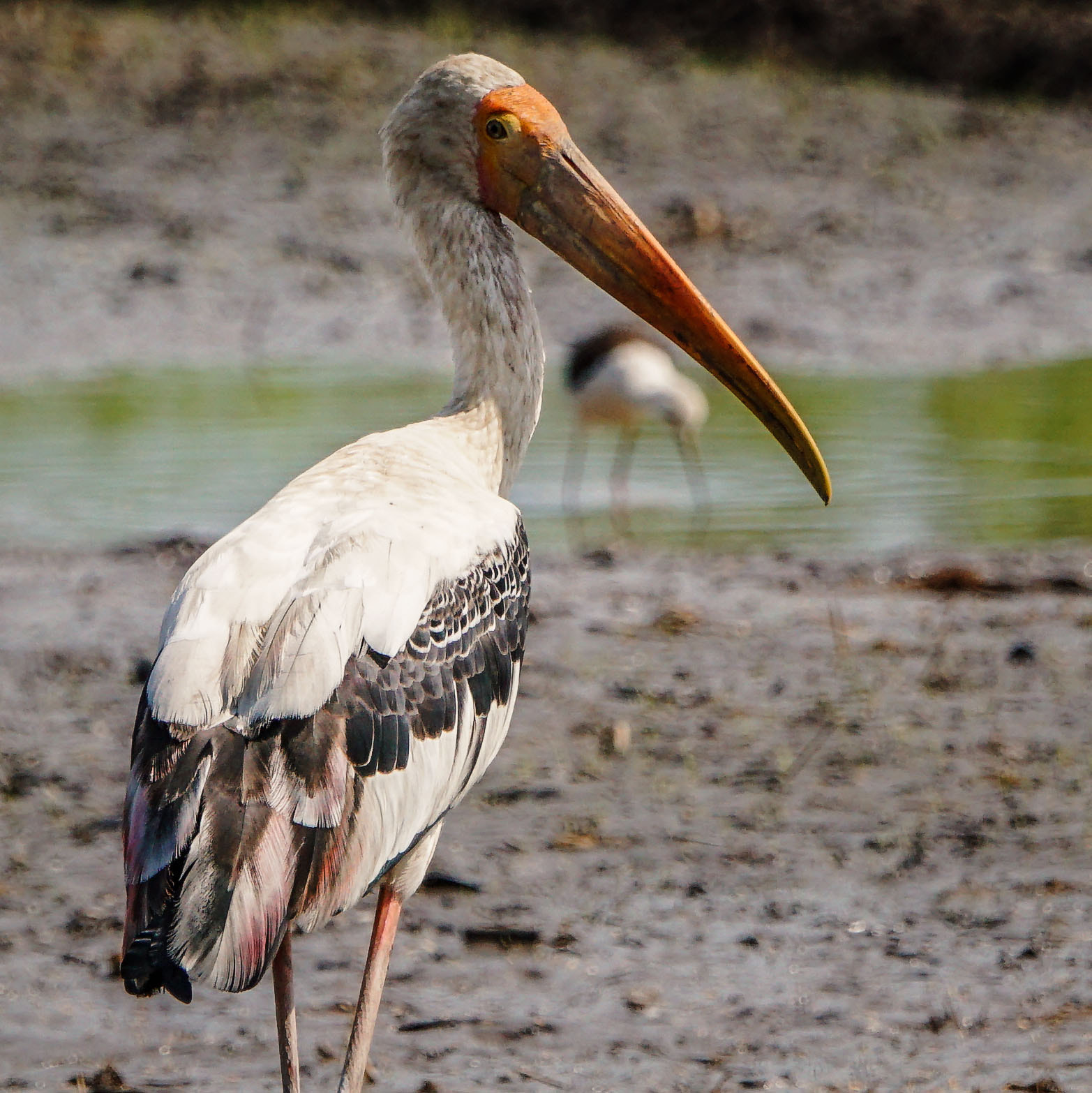 Sony ILCA-77M2 + Sony 70-400mm F4-5.6 G SSM II sample photo. Painted stork photography