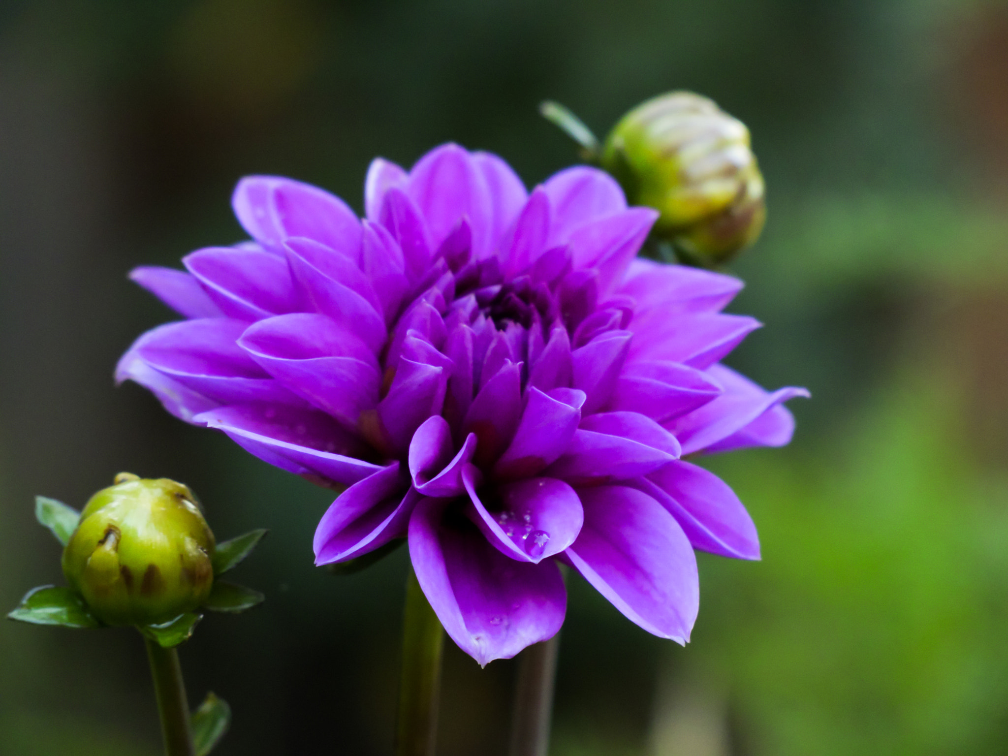 Canon XC10 sample photo. Purple dahlia pinnata photography