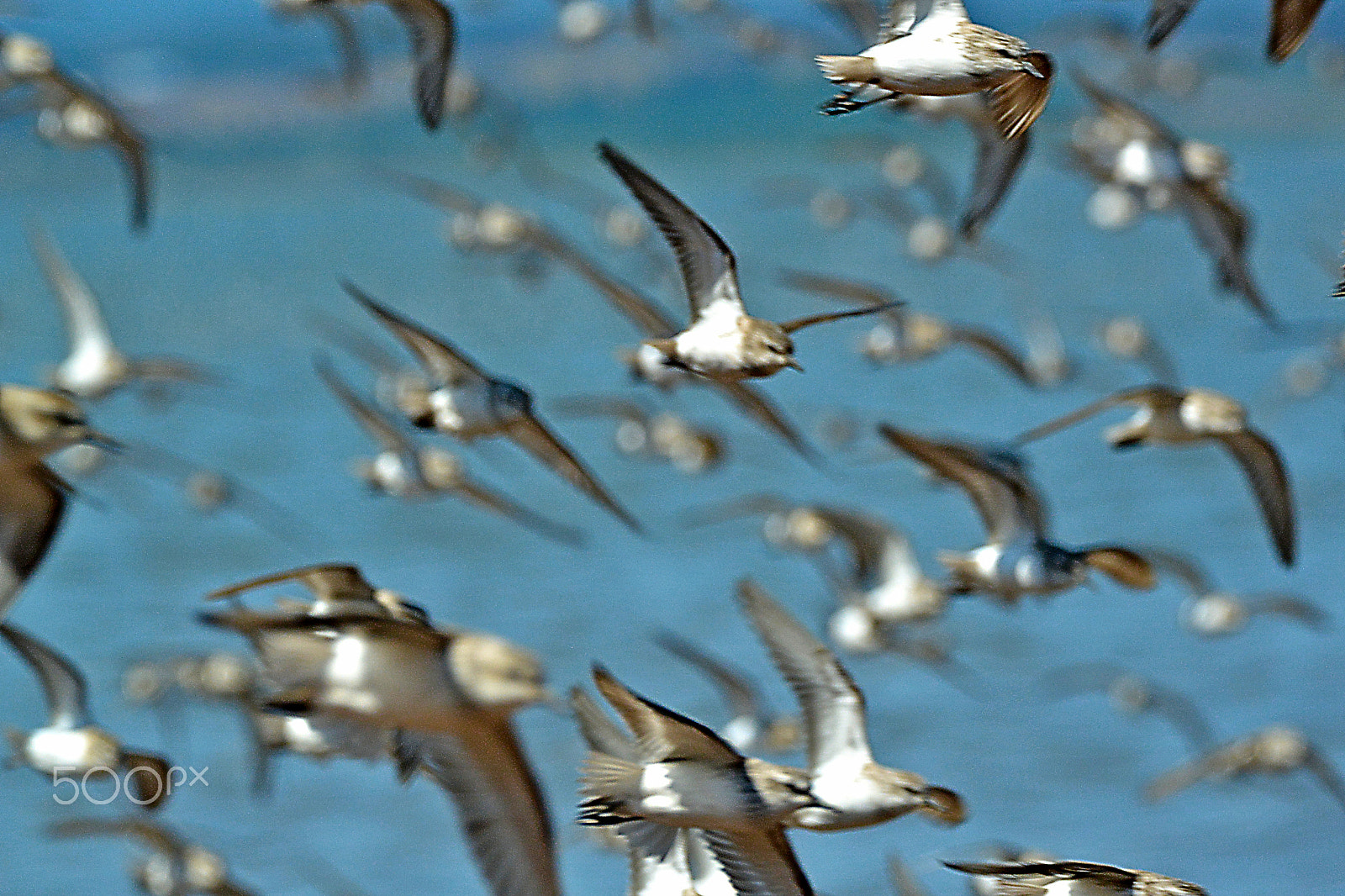 Nikon 1 V2 sample photo. Birds in motion photography