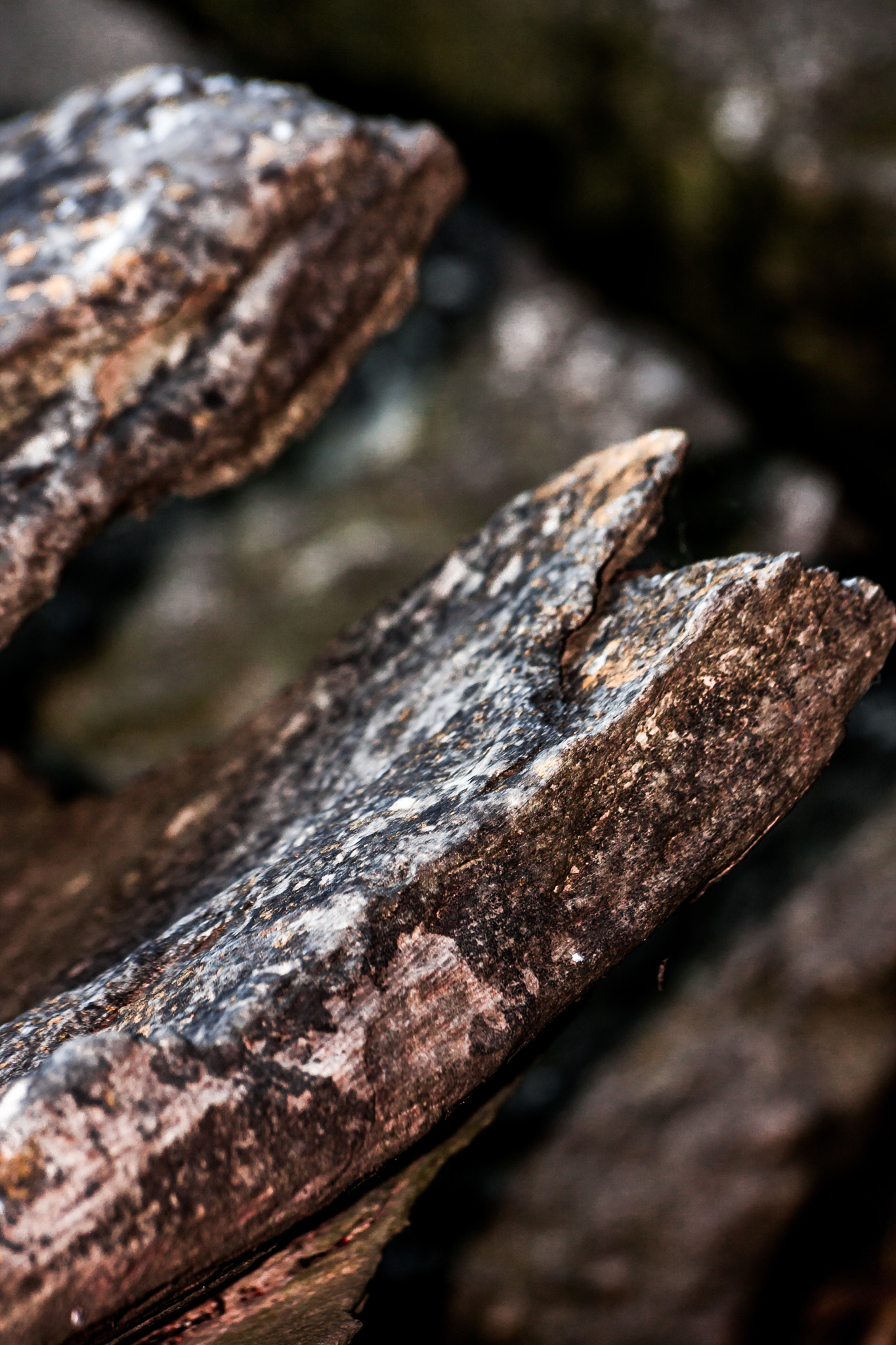 Sigma 70-300mm F4-5.6 APO DG Macro sample photo. Sharp edged photography