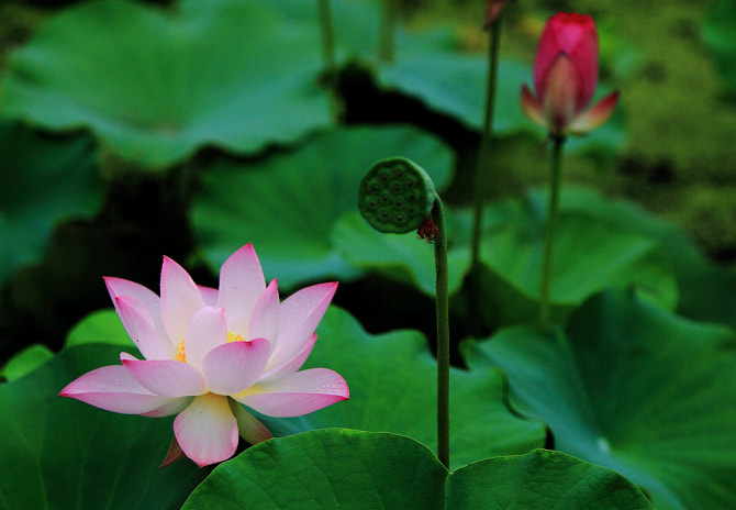 Canon EOS-1D Mark IV sample photo