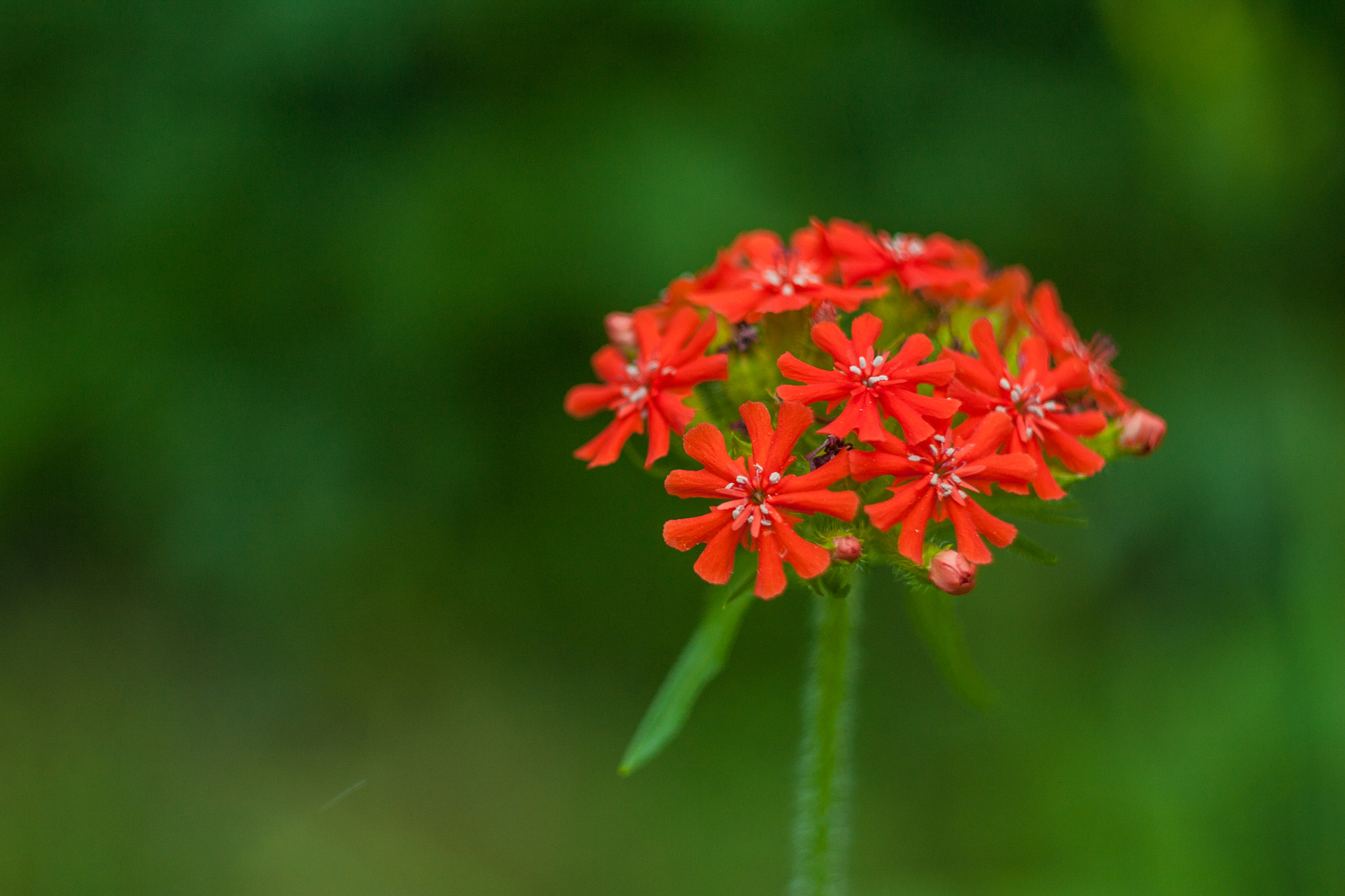 Canon EF 35-80mm f/4-5.6 sample photo. Orange photography