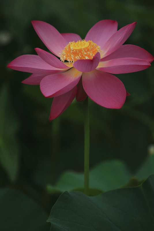 Canon EOS-1D Mark IV sample photo