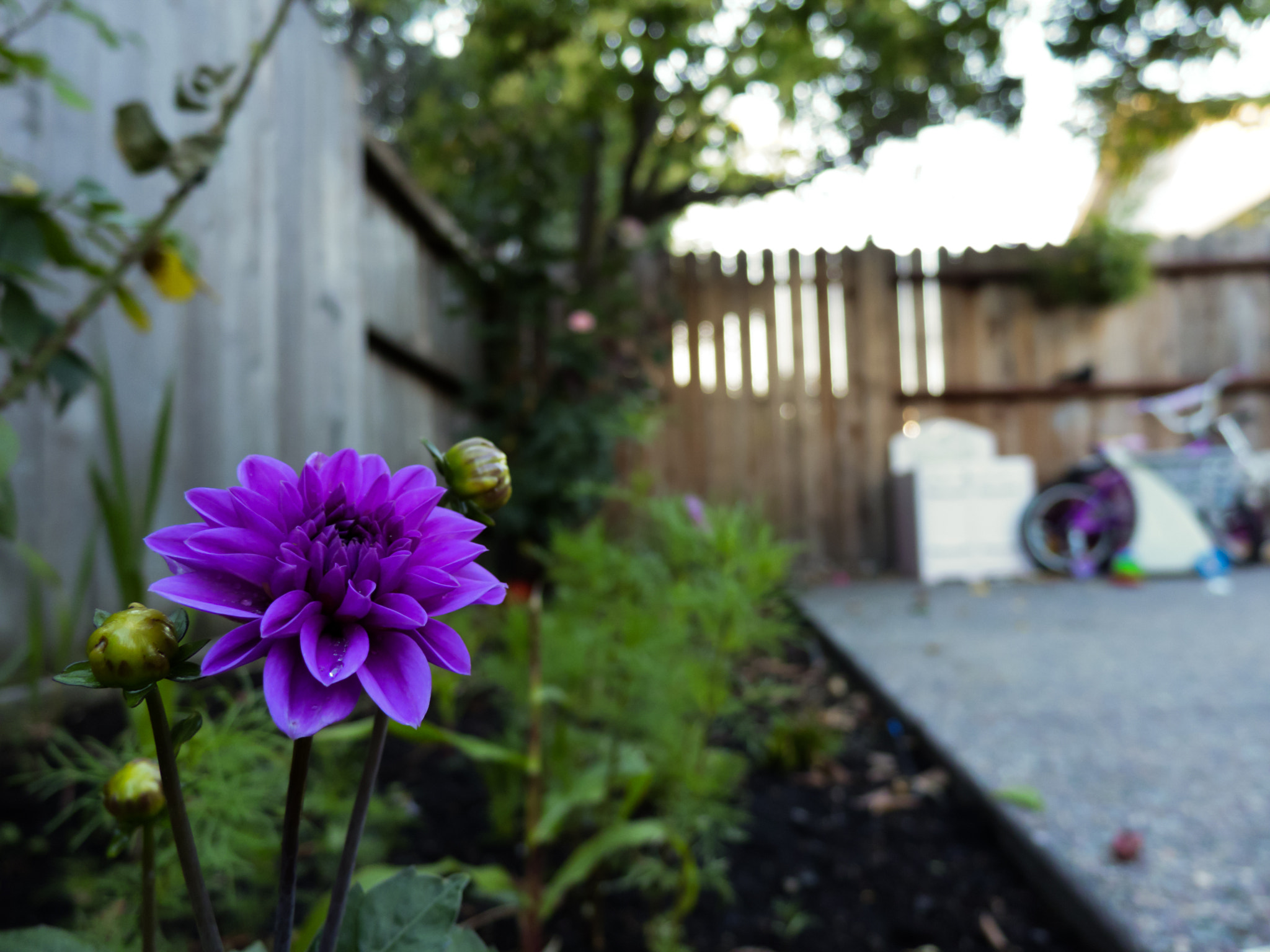 Canon XC10 sample photo. Purple dahlia pinnata photography