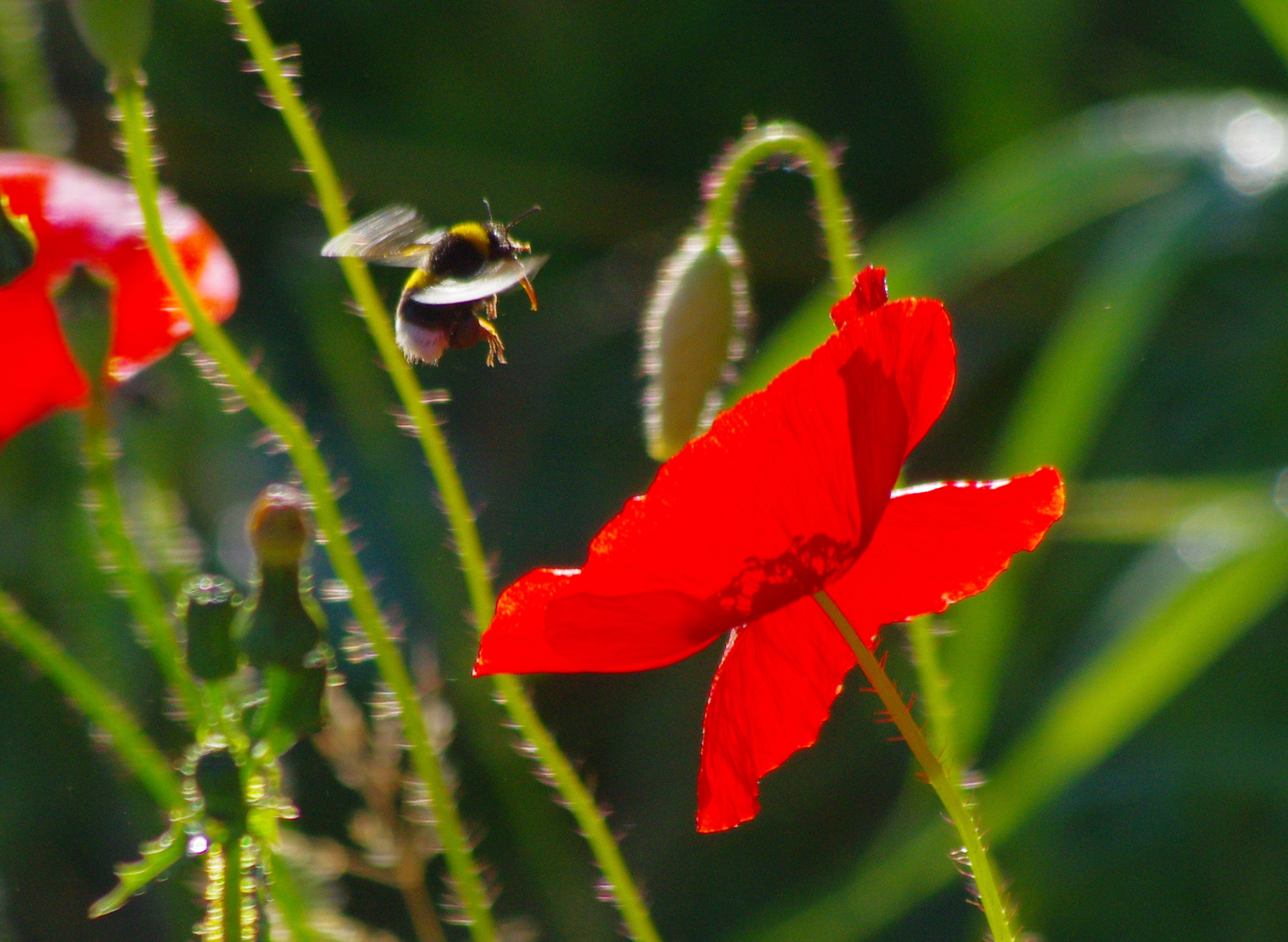 Pentax K-5 sample photo. Bumblebee approaching the poppy flower photography