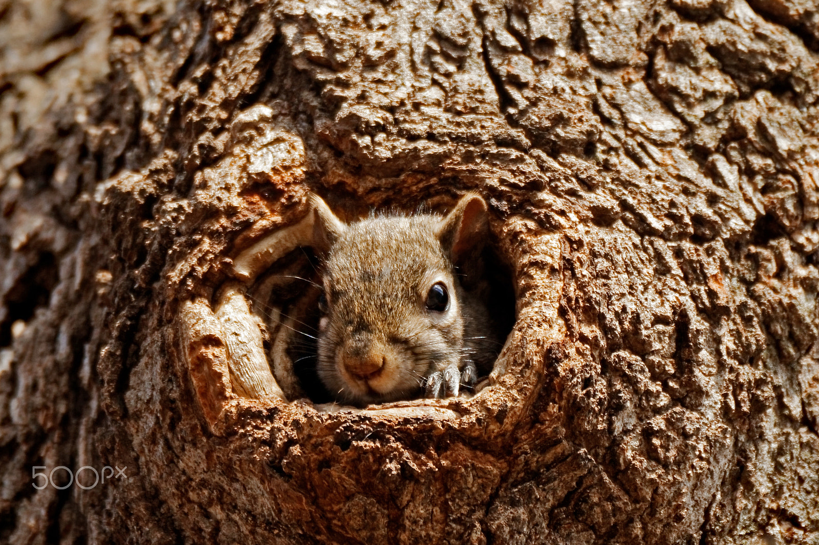 Tamron SP 150-600mm F5-6.3 Di VC USD sample photo. Grey squirrel in a hole photography