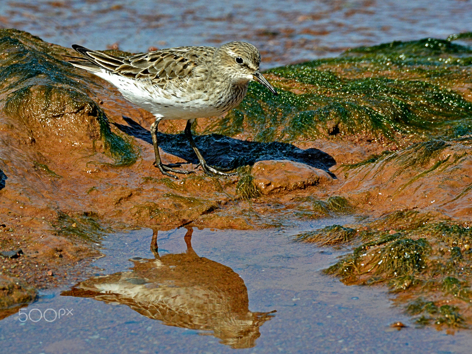 Nikon 1 Nikkor VR 70-300mm F4.5-5.6 sample photo. Sandpiper reflections photography