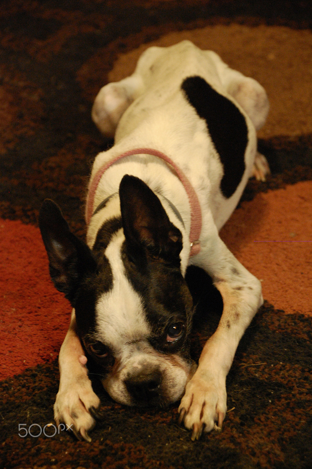 Nikon D40 sample photo. Ruby two photography