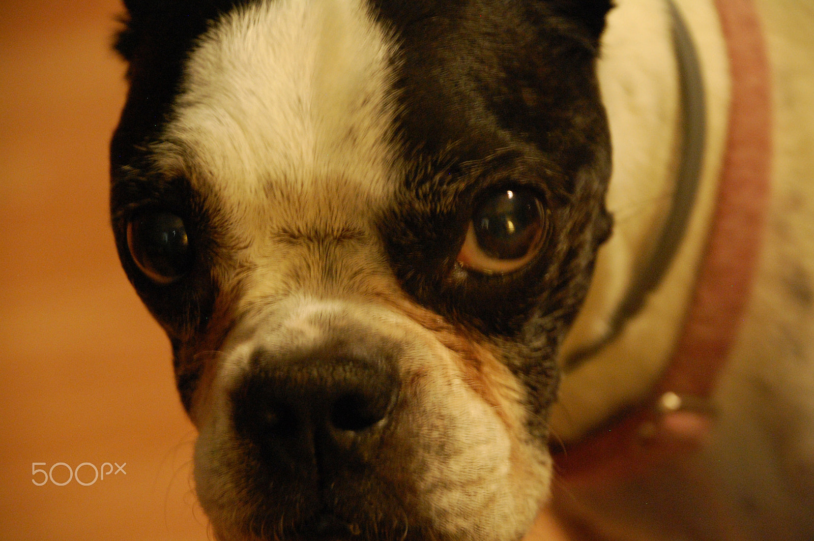 Nikon D40 sample photo. Ruby photography