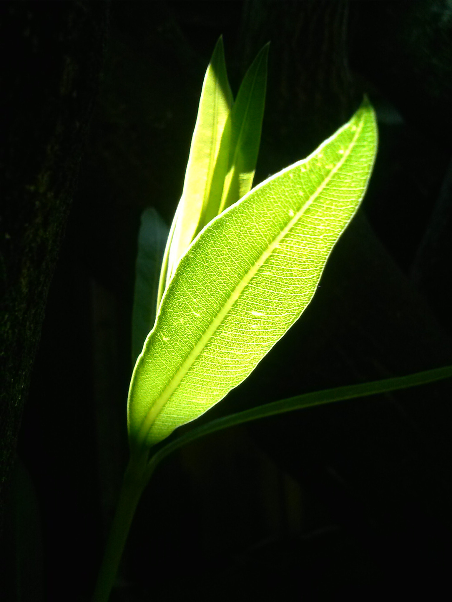 LG MOTION 4G sample photo. Green! photography