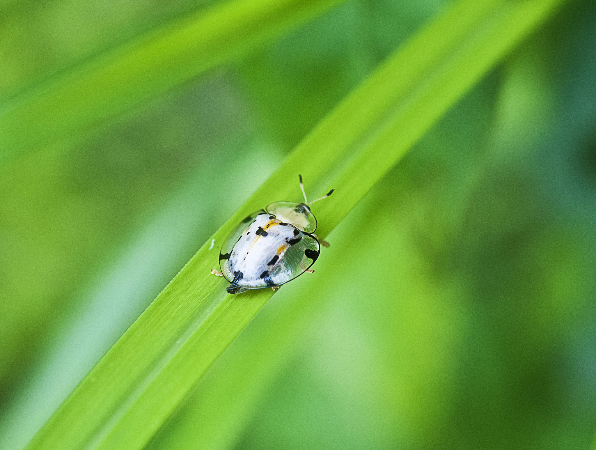 Nikon D300 + Nikon AF Micro-Nikkor 60mm F2.8D sample photo. 昆蟲 photography