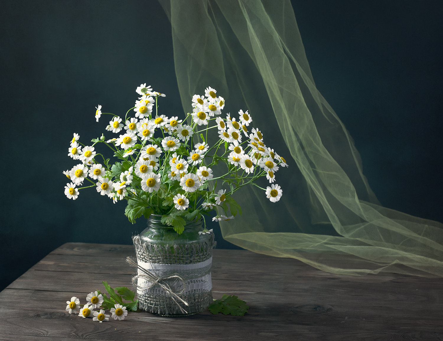 Canon EF 50mm F1.4 USM sample photo. Хризантемы. photography