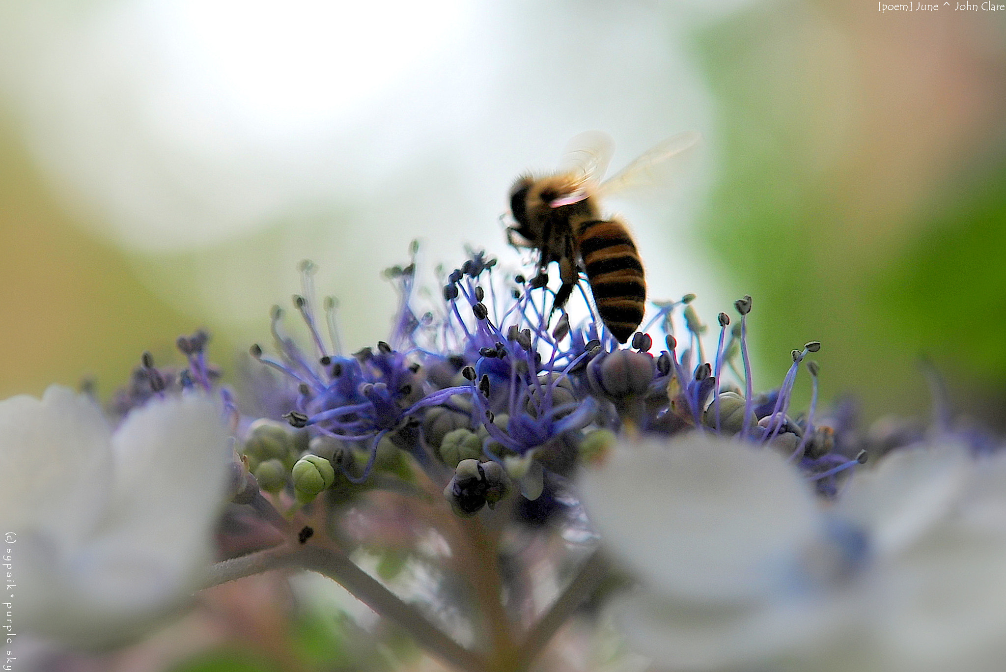 Nikon AF-S Micro-Nikkor 60mm F2.8G ED sample photo. June ii photography