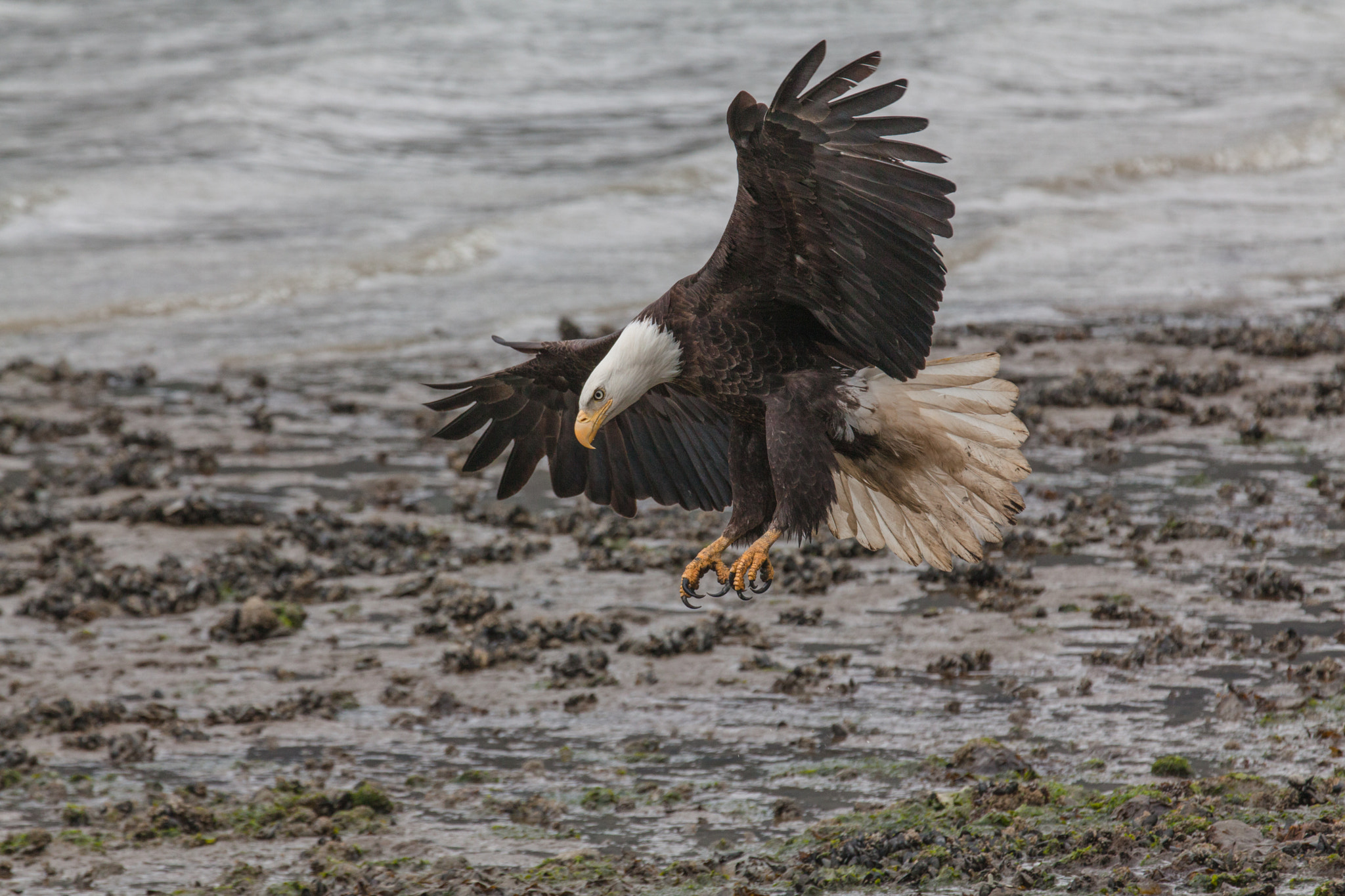Canon EF 70-200mm F2.8L IS II USM sample photo. Landing photography