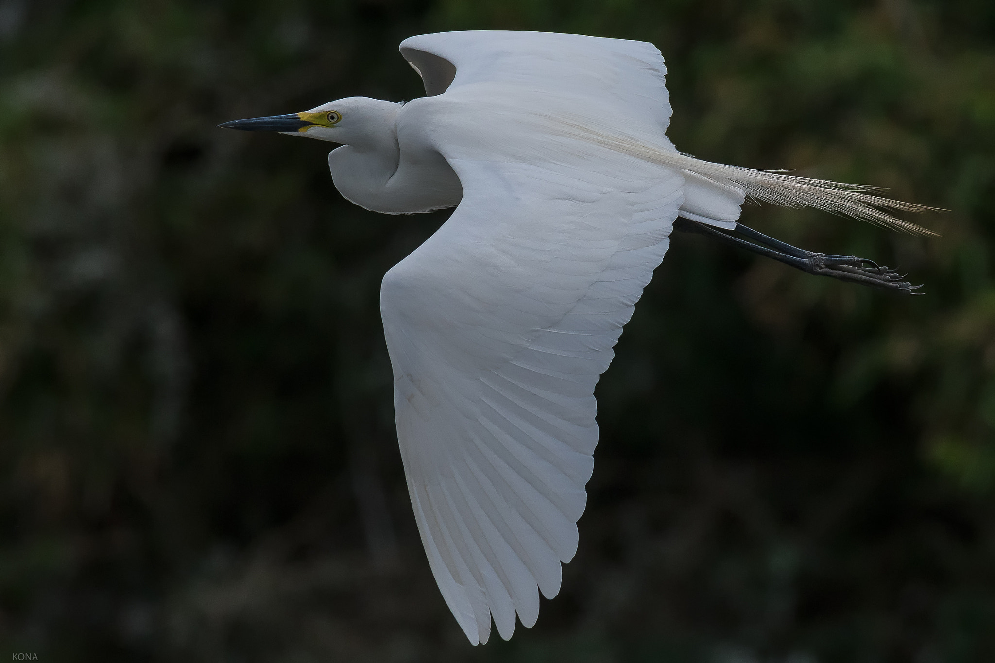 Nikon AF-S Nikkor 400mm F2.8G ED VR II sample photo. Sagi photography