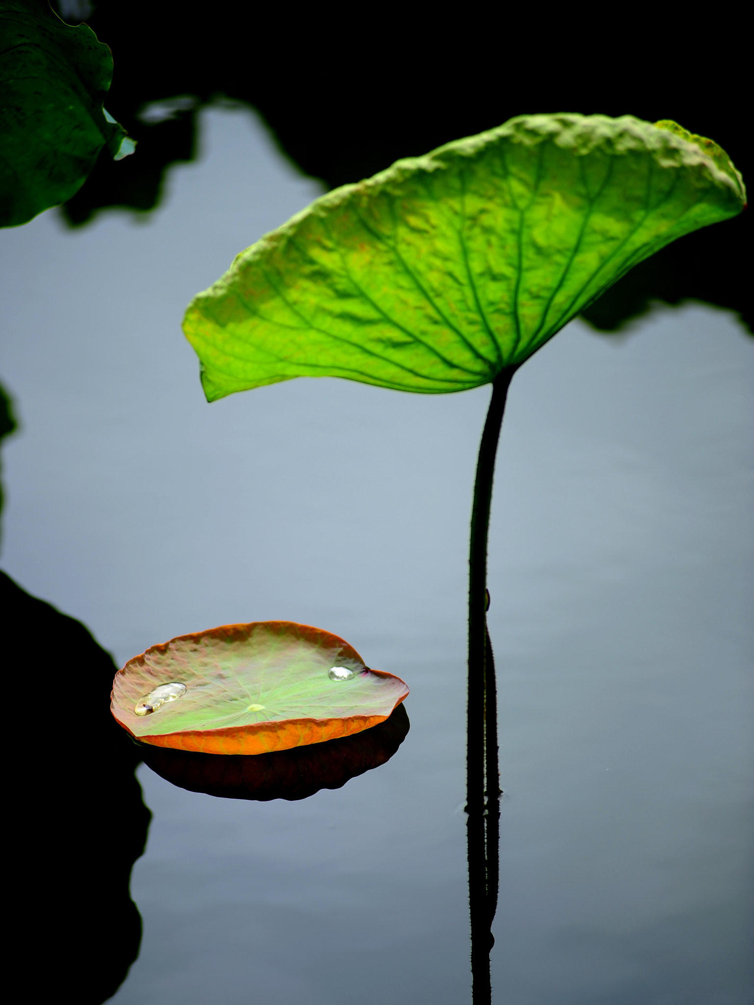 Nikon AF-Nikkor 80-200mm F2.8D ED sample photo. 静 photography