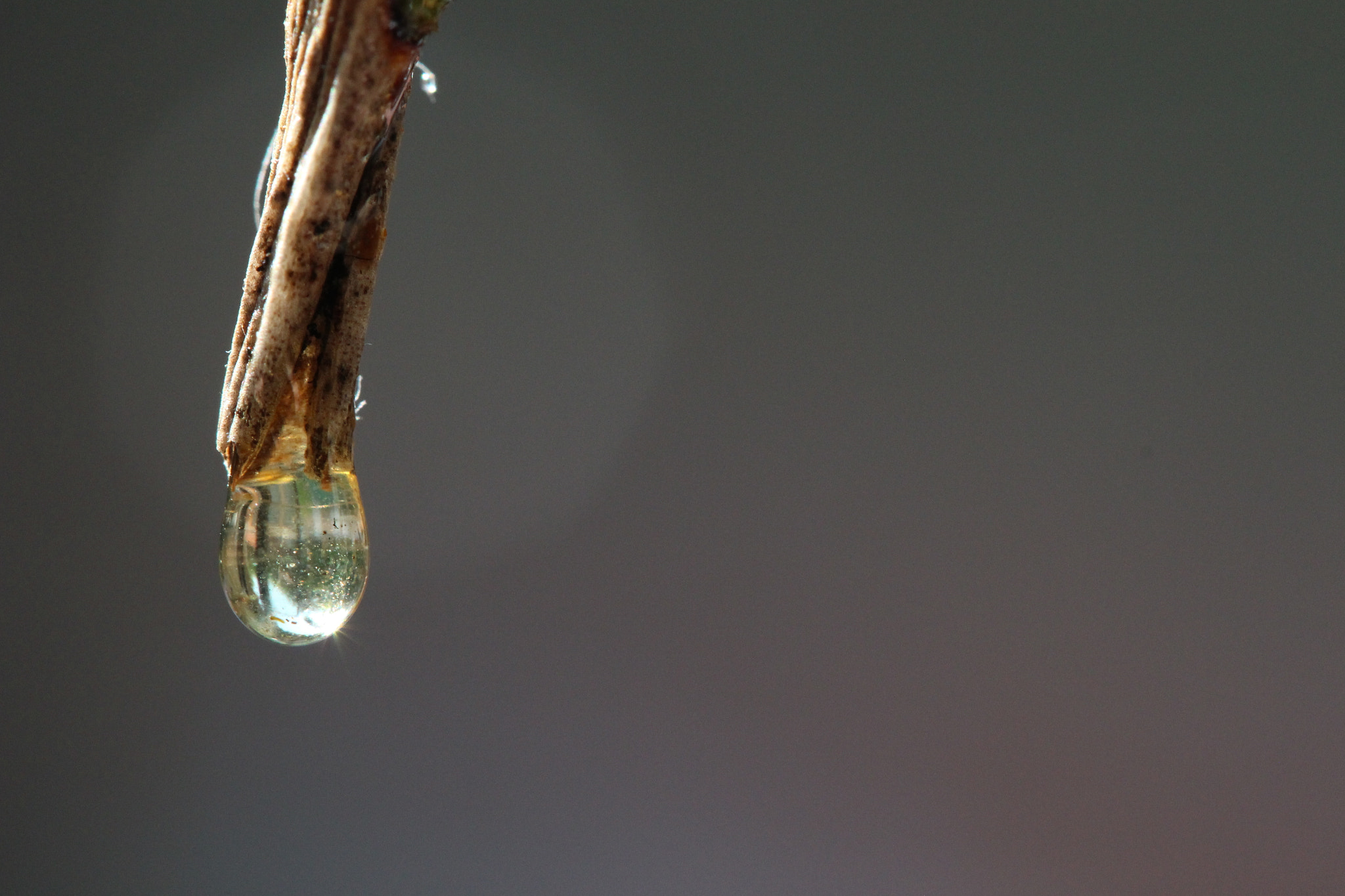 Canon EF-S 60mm F2.8 Macro USM sample photo. A look through the drop  photography