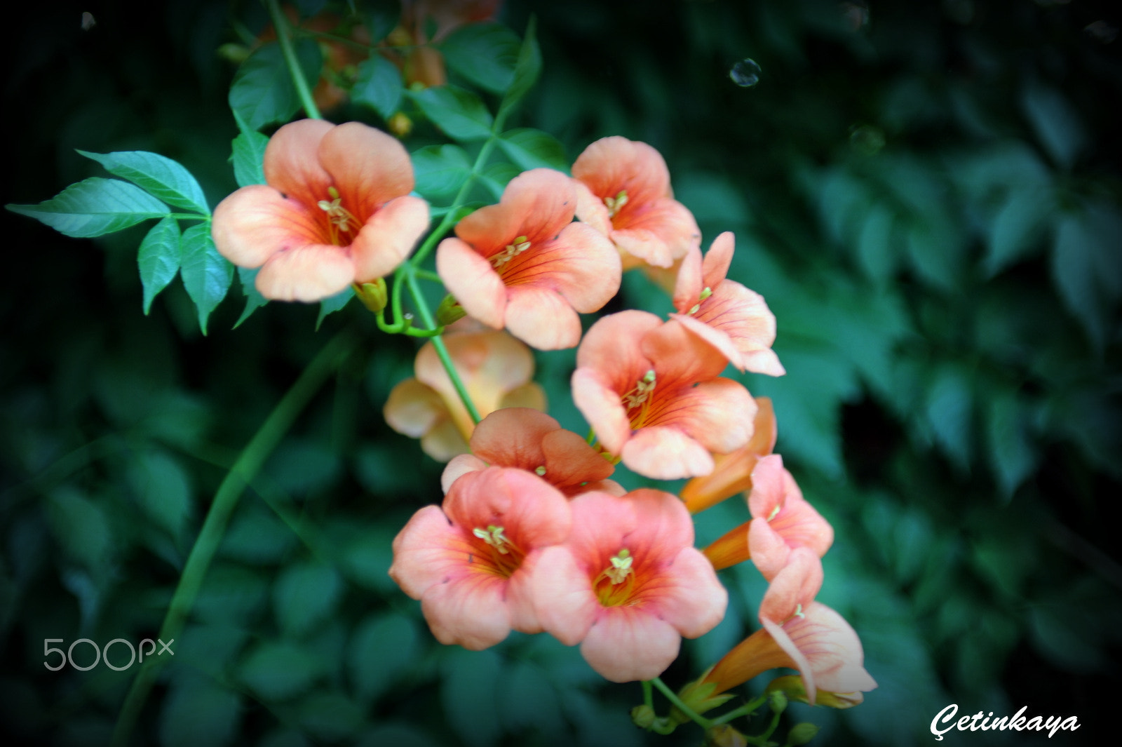 Nikon D3 sample photo. Beautiful orange photography