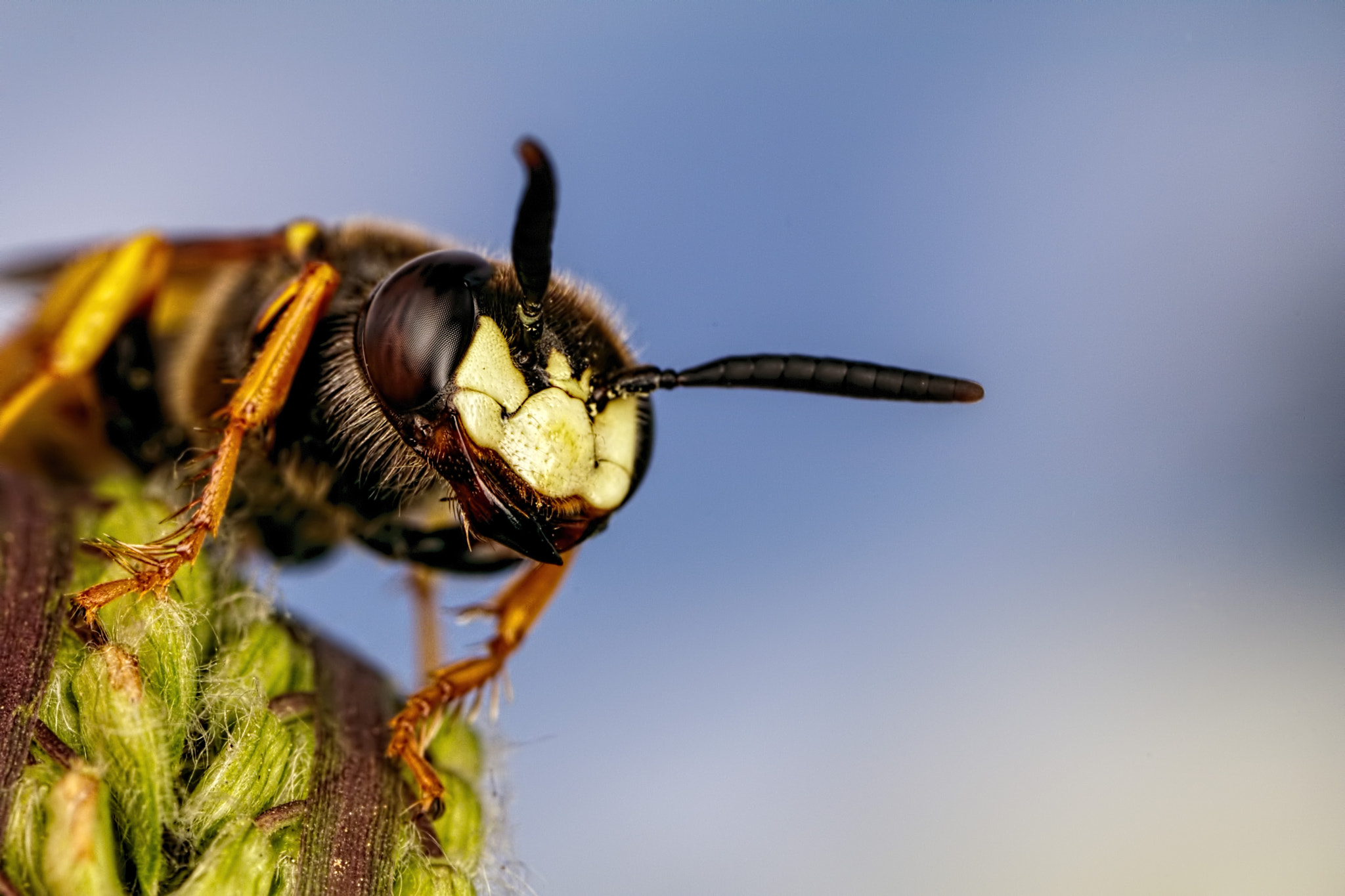 Canon MP-E 65mm F2.5 1-5x Macro Photo sample photo. Beewolf ii photography