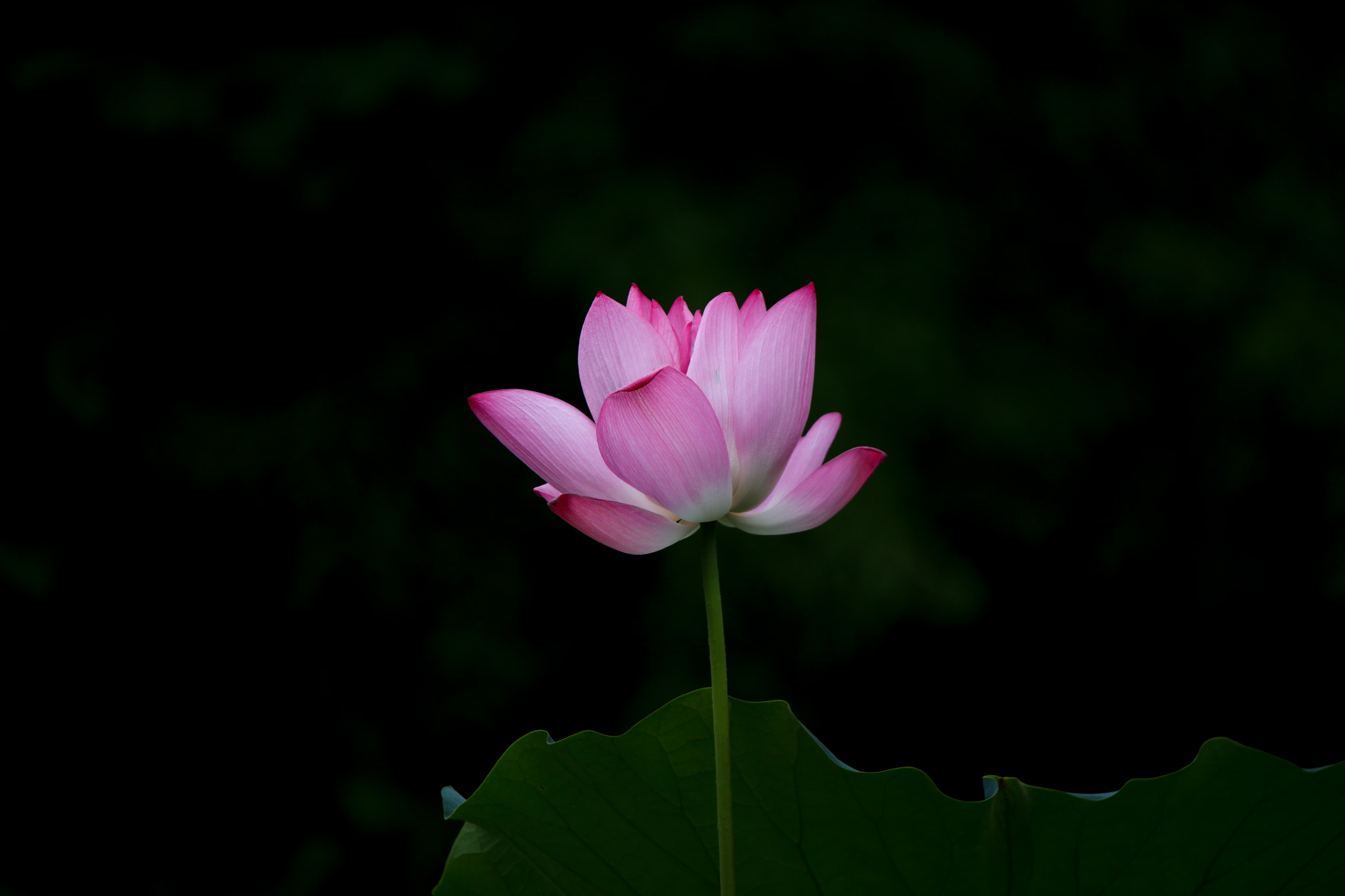 Tamron SP 150-600mm F5-6.3 Di VC USD sample photo. Lotus photography