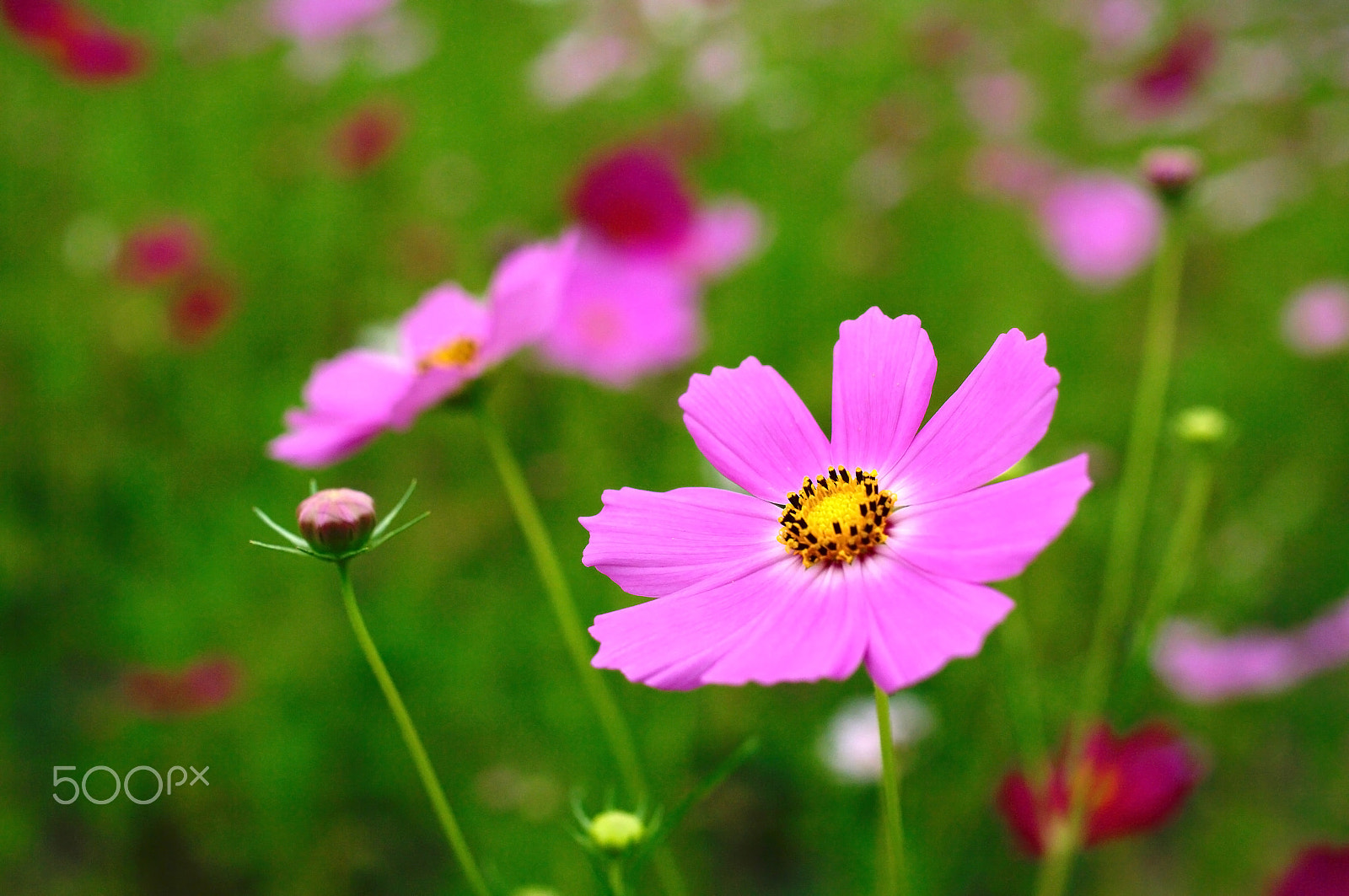 Pentax K20D + Pentax smc DA 35mm F2.8 Macro Limited sample photo. Beautiful cosmos photography