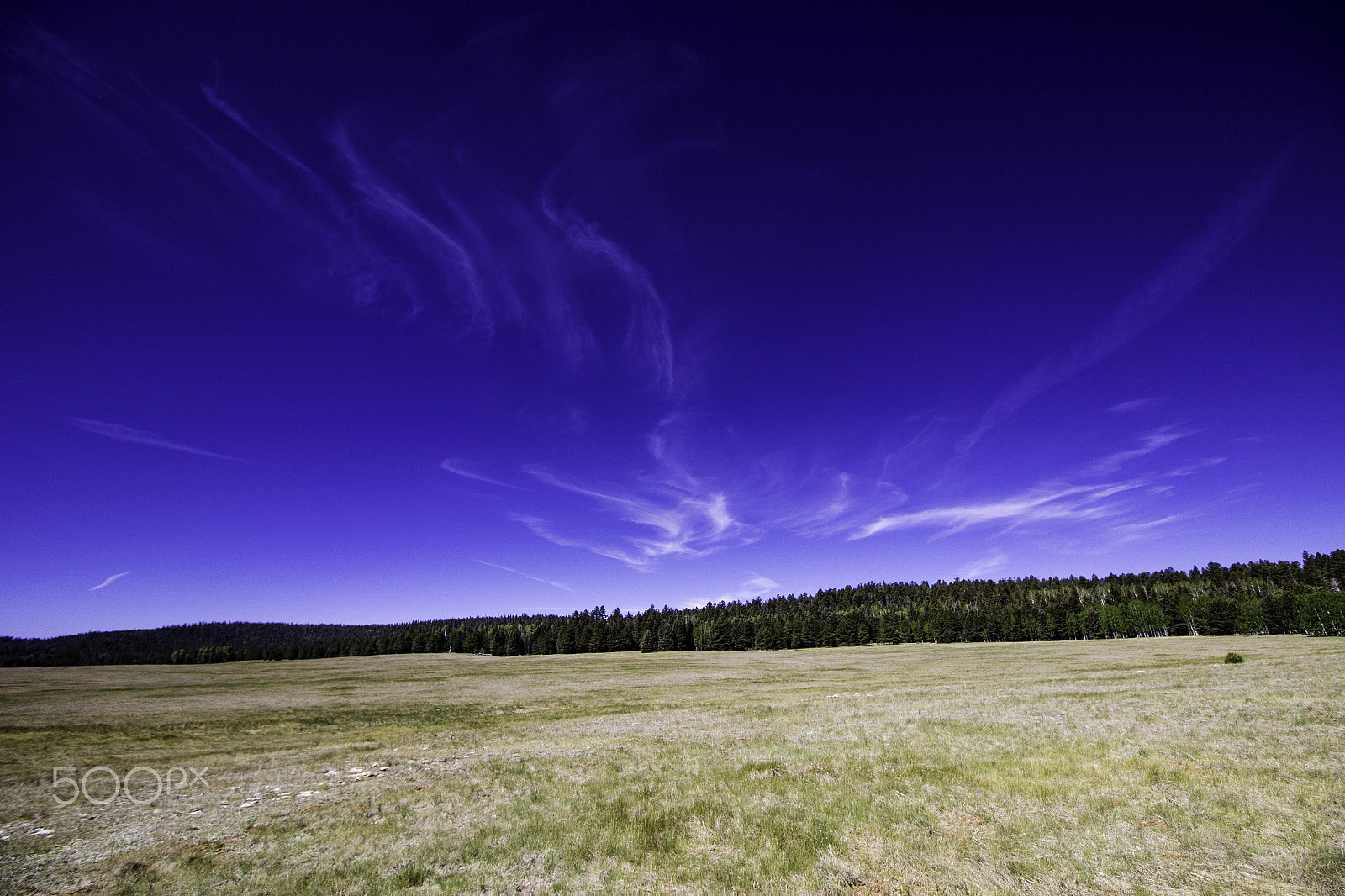 Canon EF-S 10-18mm F4.5–5.6 IS STM sample photo. Meadows of kaibab national forest photography