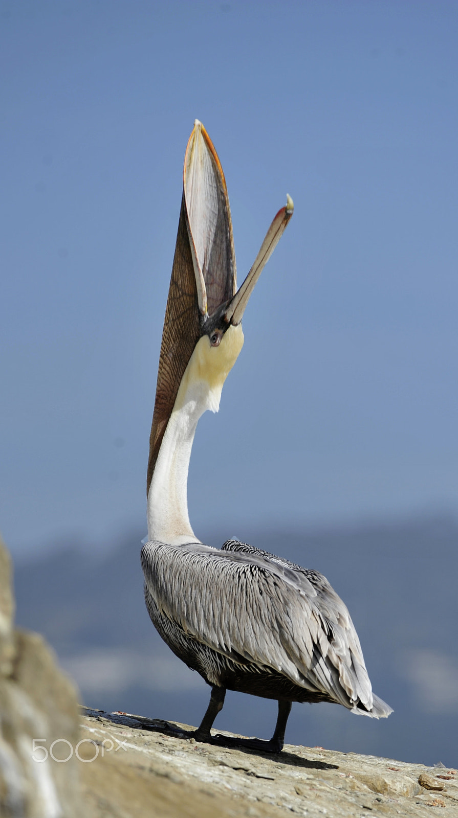 Nikon D3 sample photo. Pelican photography
