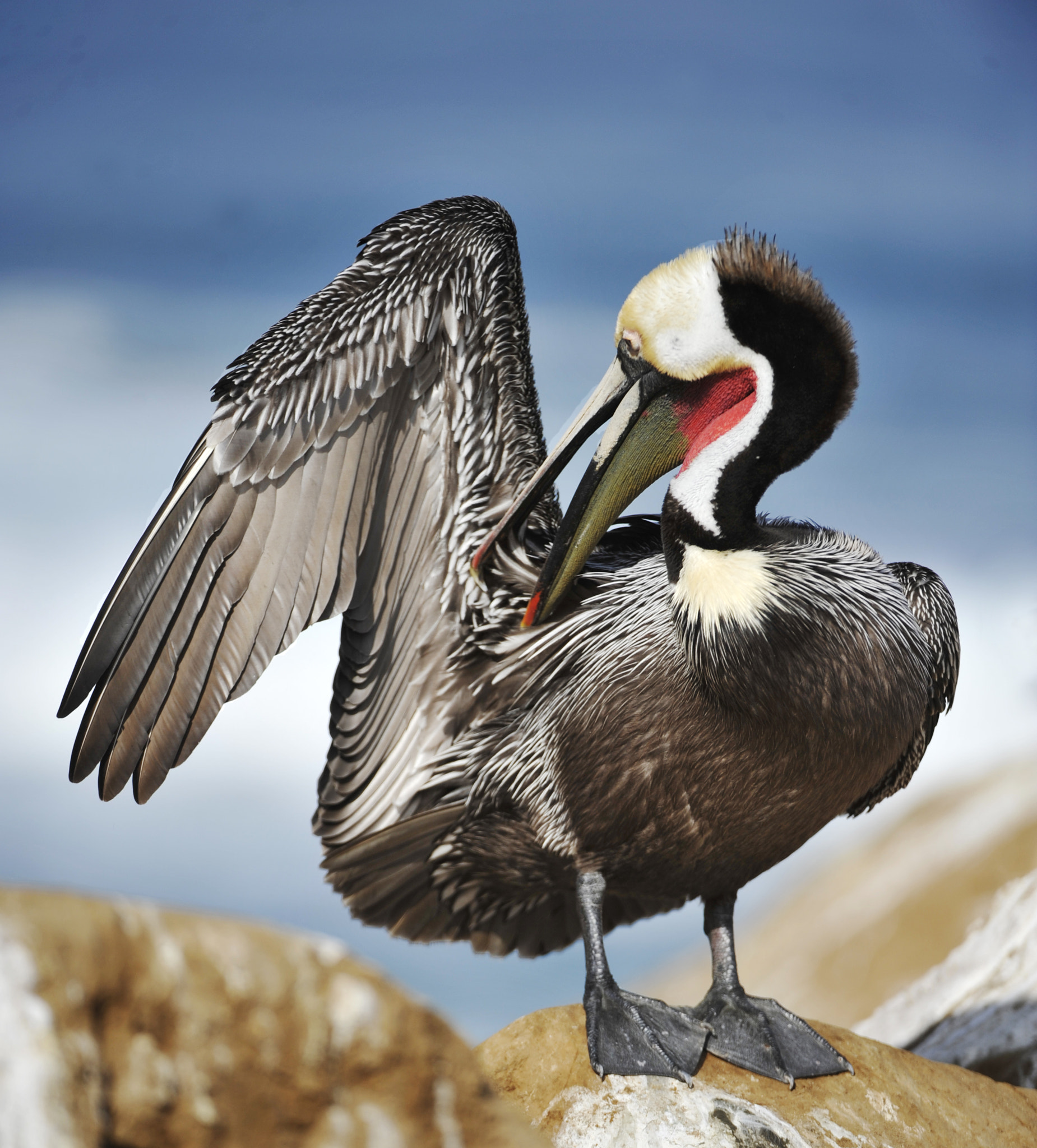 Nikon D3 sample photo. Pelican photography